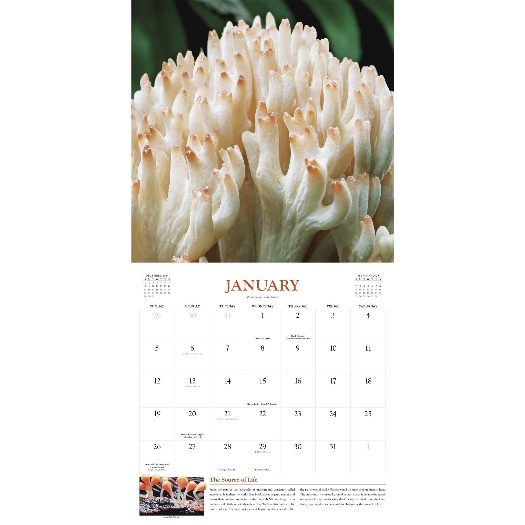 Fantastic Fungi Wall 2025 Calendar - Online Exclusive