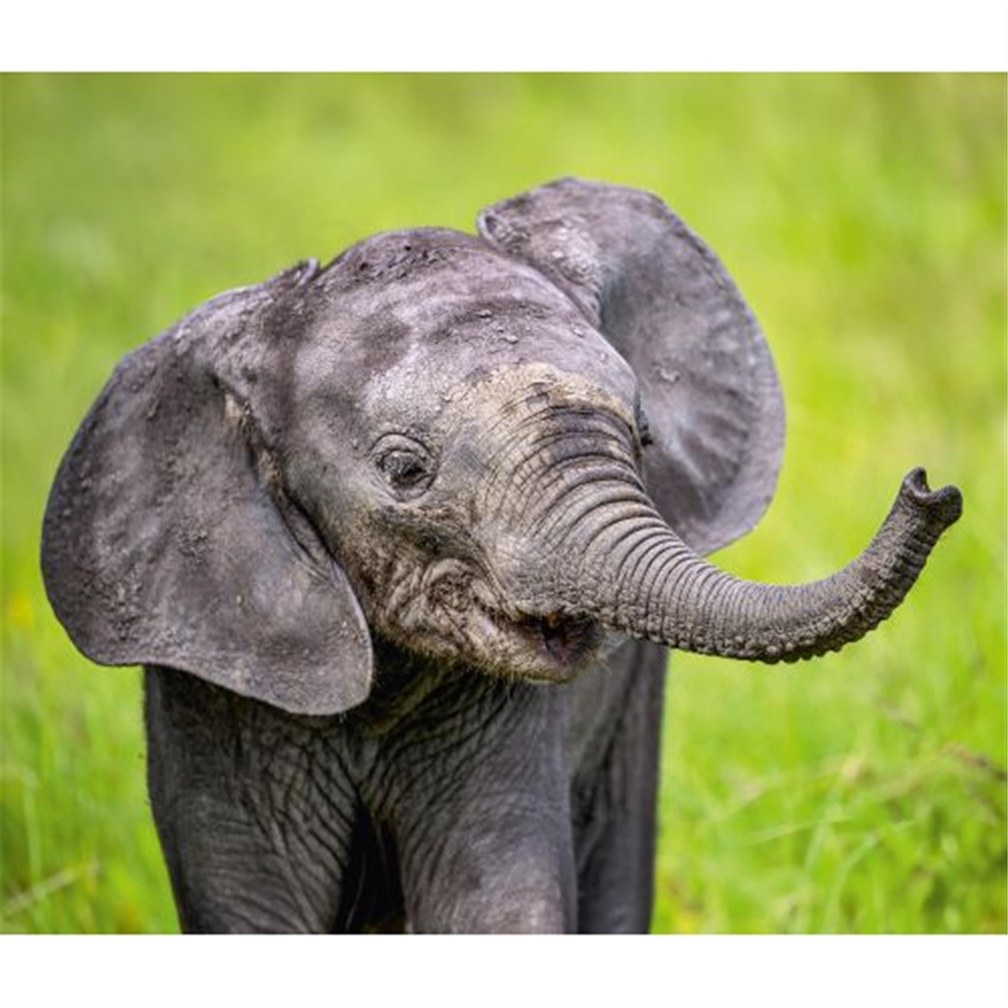 Elephants World Wildlife Fund Wall 2025 Calendar