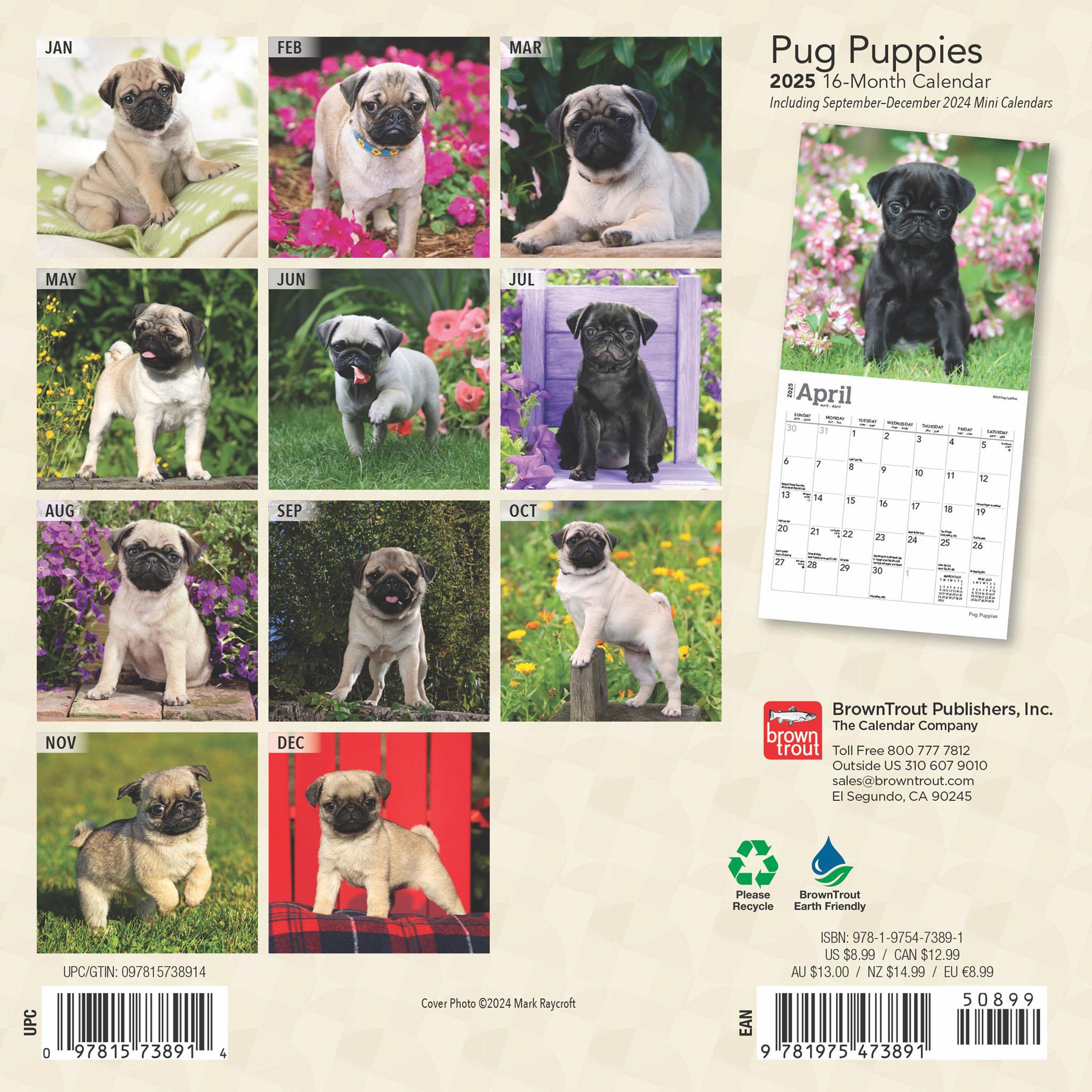 Pug Puppies Mini 2025 Calendar