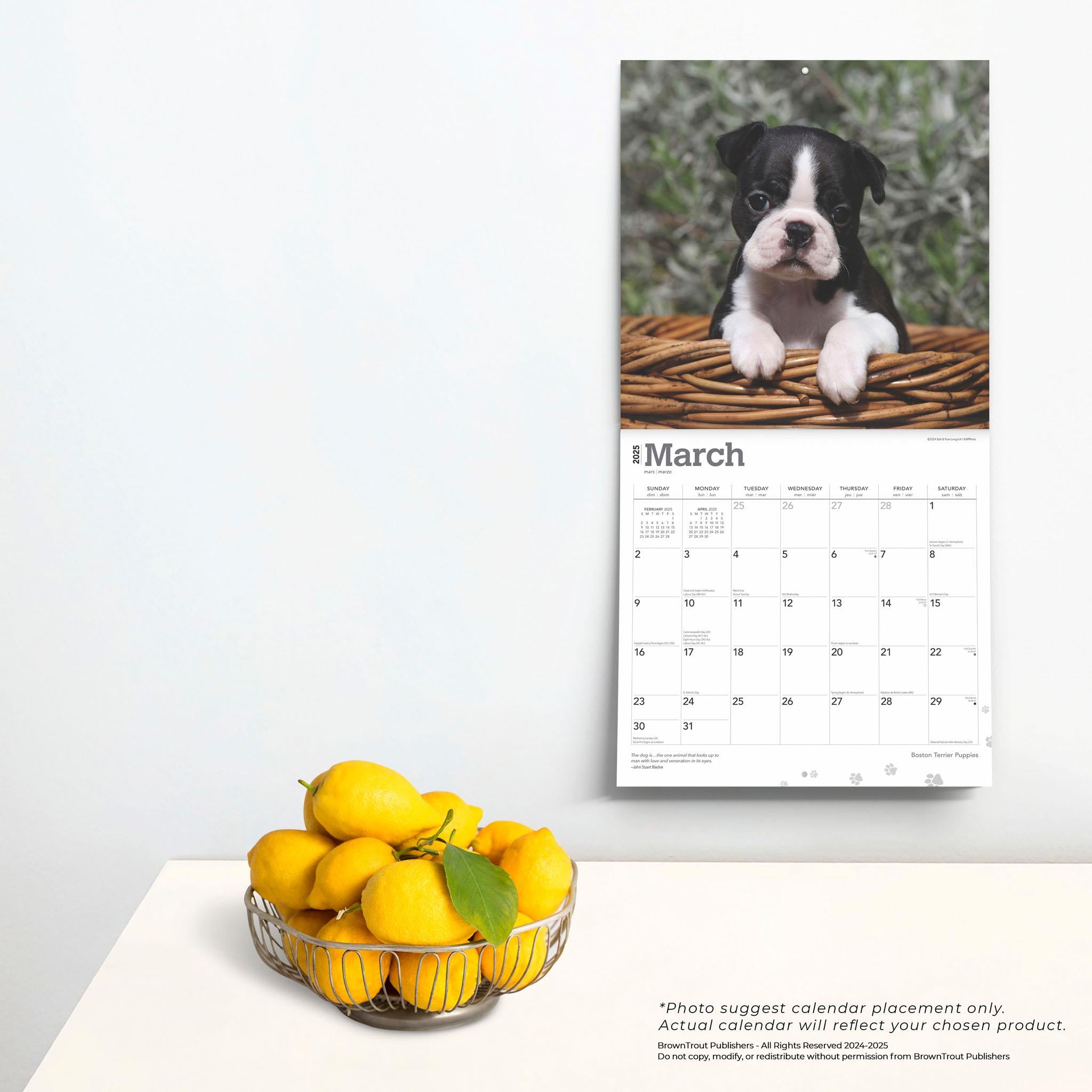 Boston Terrier Puppies Wall 2025 Calendar - Online Exclusive