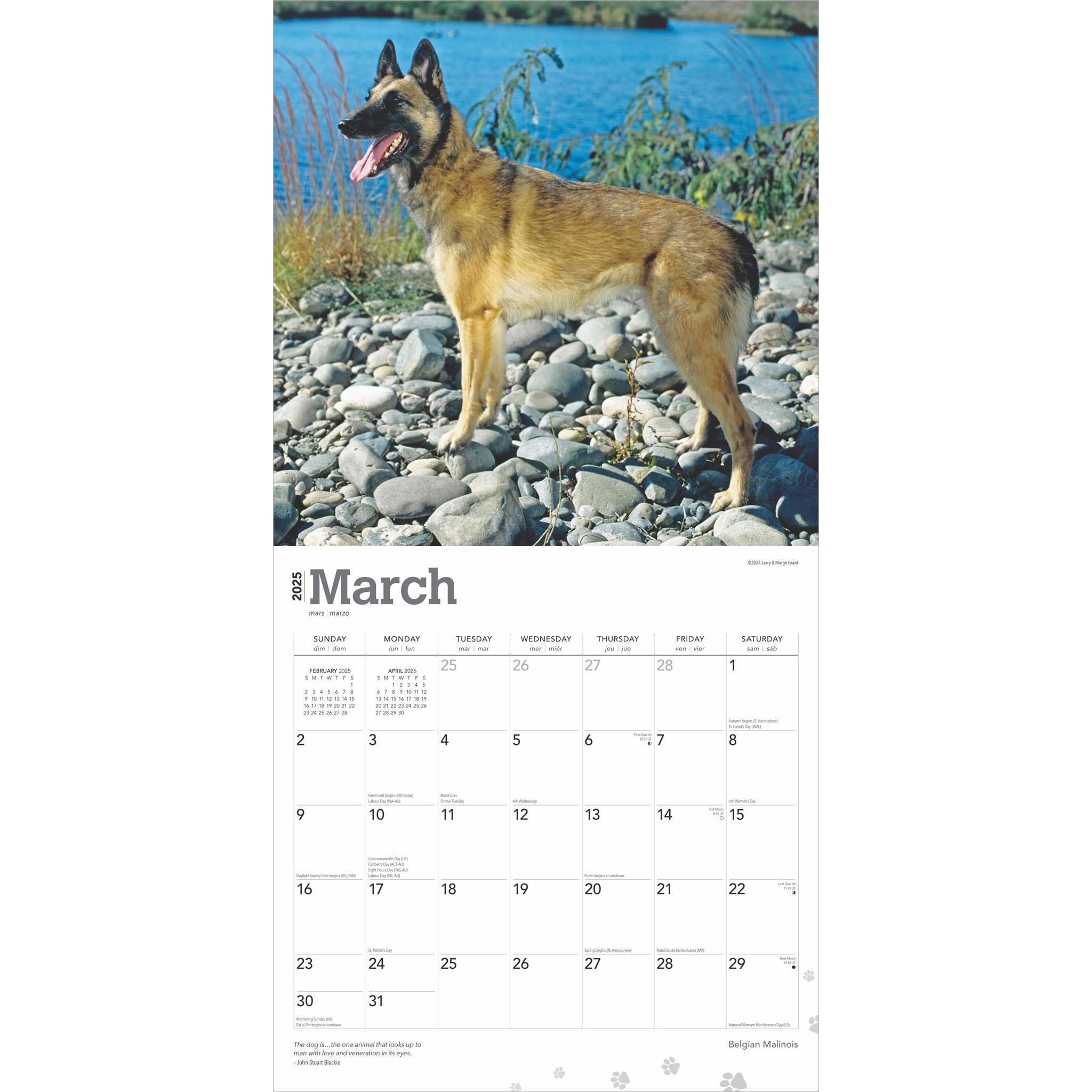 Belgian Malinois Wall 2025 Calendar - Online Exclusive