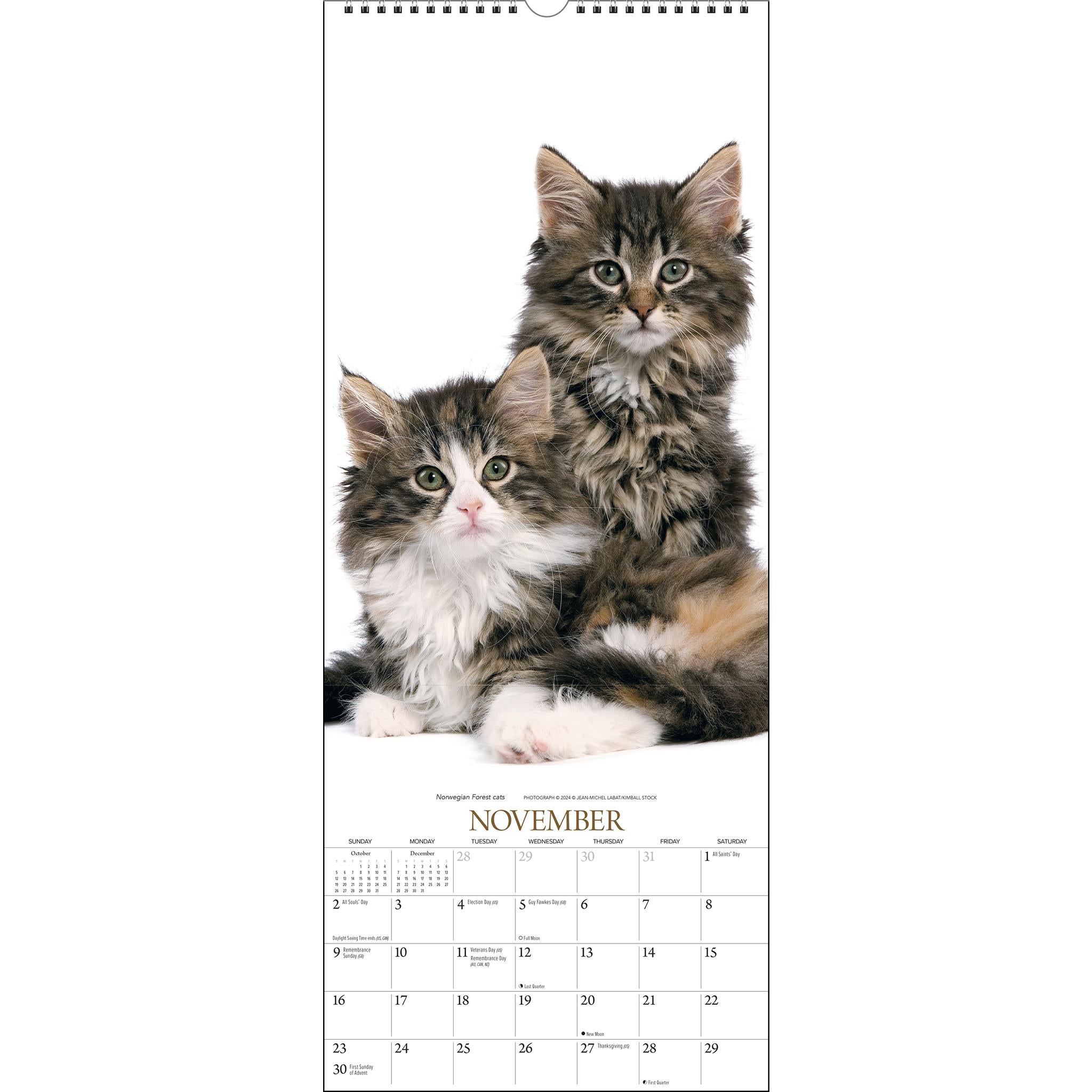 Cats Poster 2025 Calendar