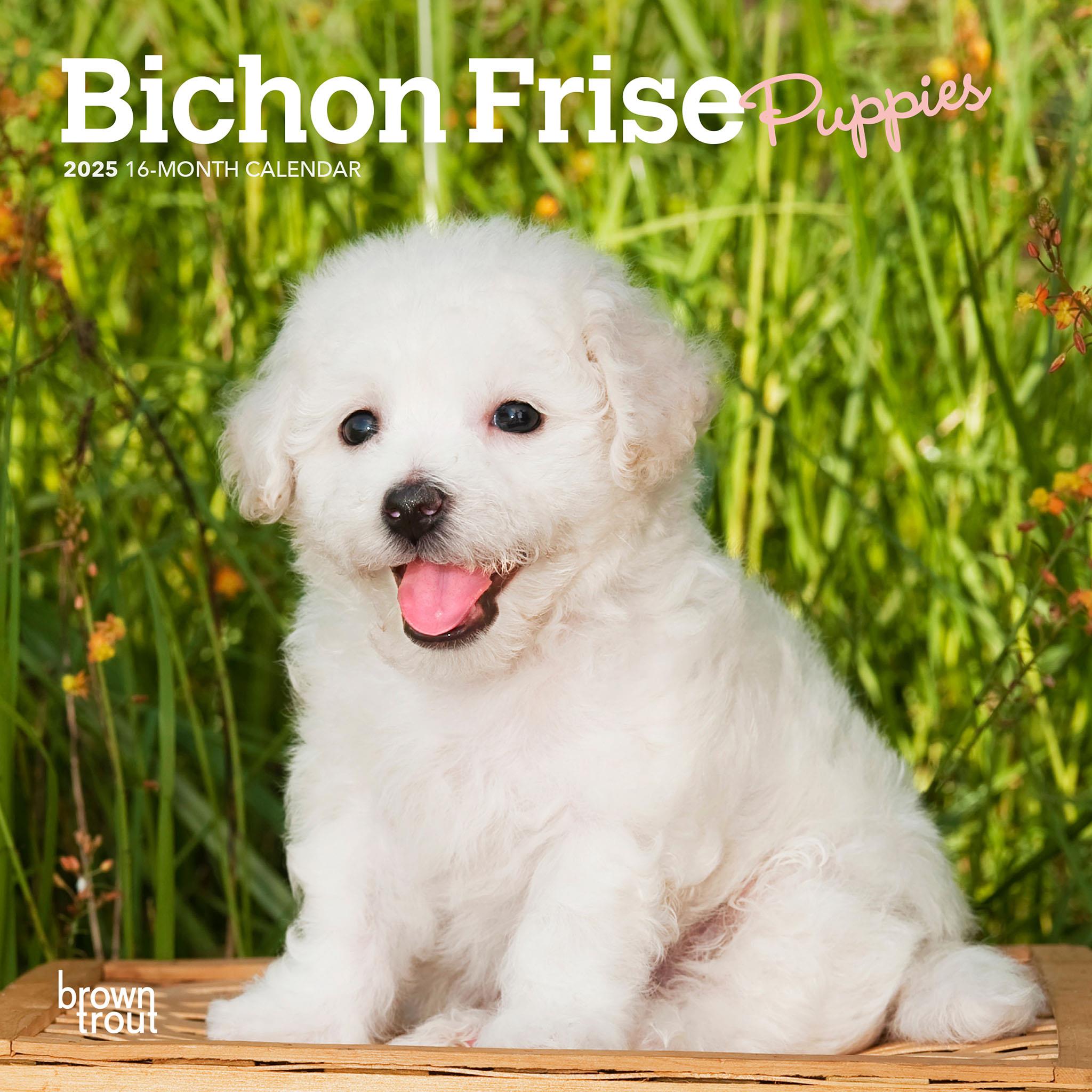 Bichon Frise Puppies Mini 2025 Calendar