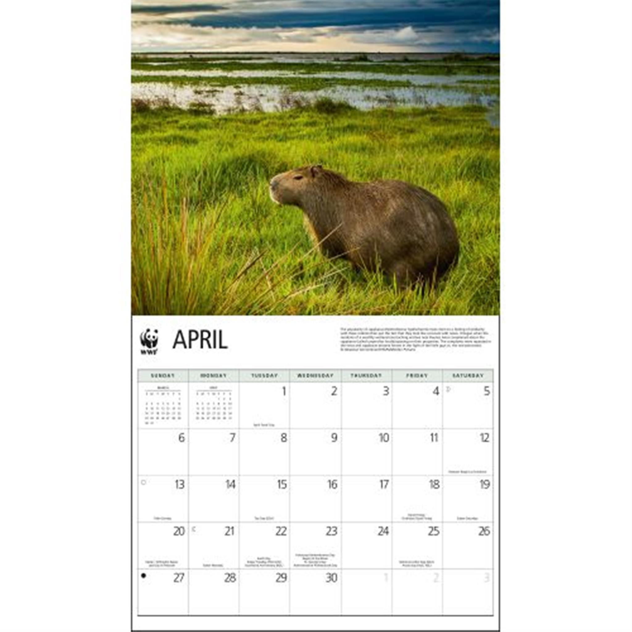 Capybara World Wildlife Fund Wall 2025 Calendar