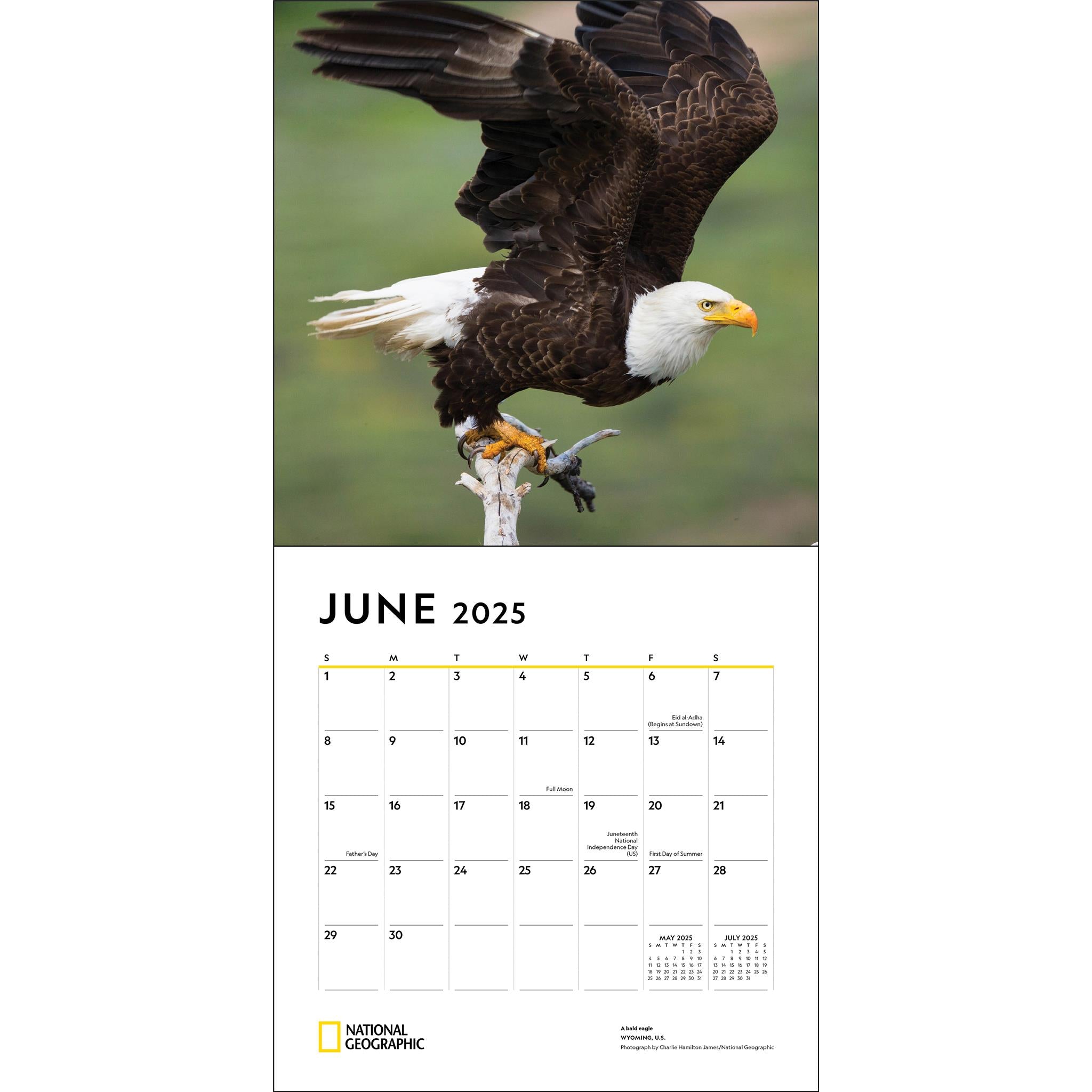 Apex Predators National Geographic Wall 2025 Calendar - Online Exclusive