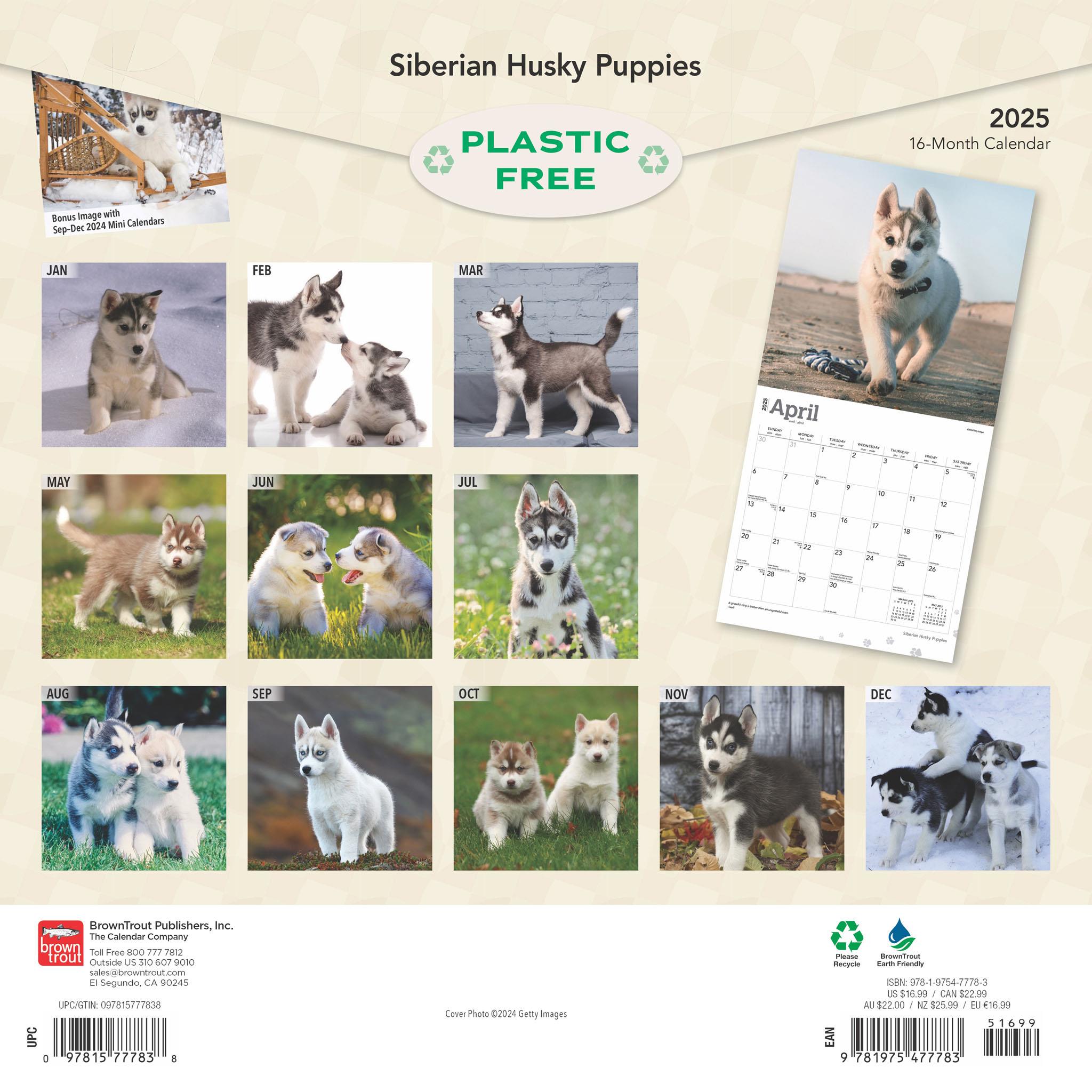 Siberian Husky Puppies Wall 2025 Calendar