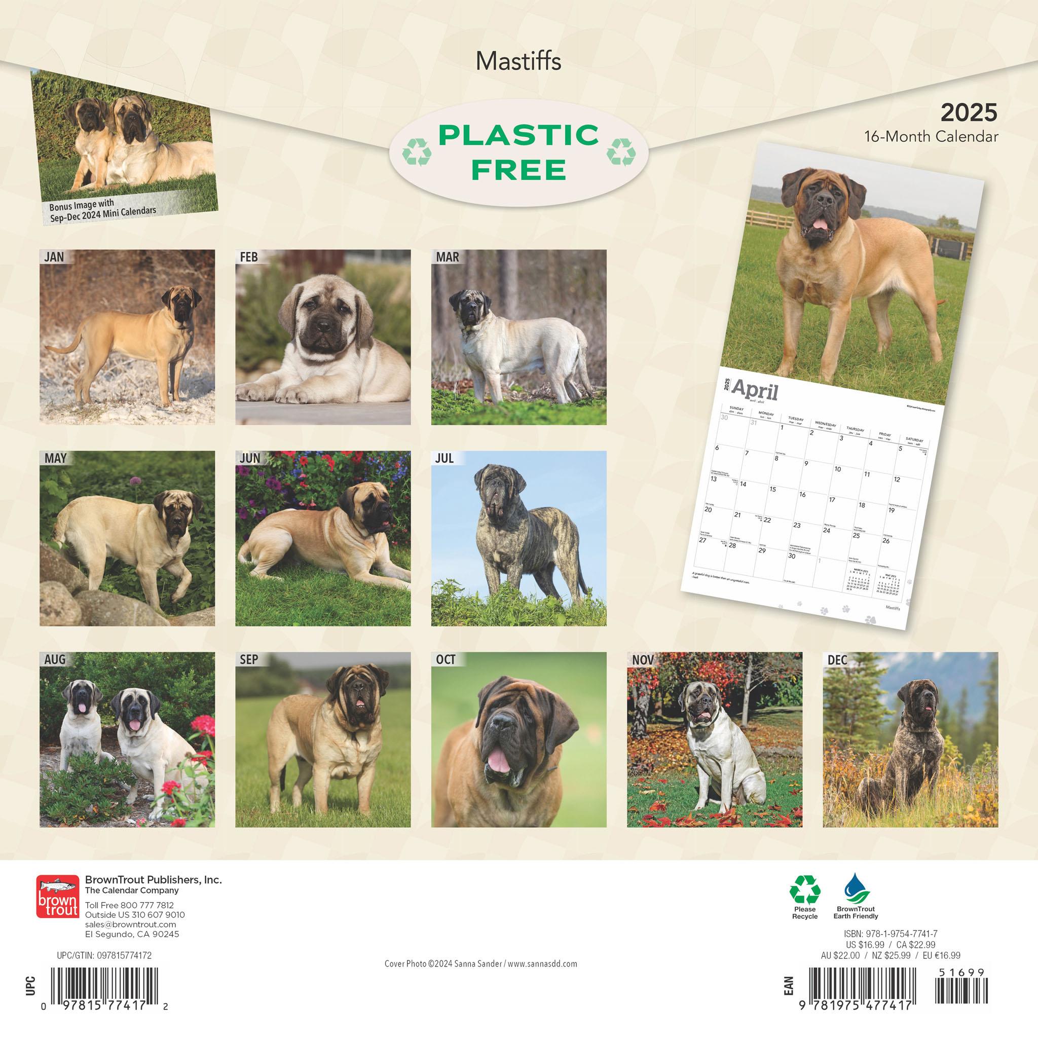 Mastiffs Wall 2025 Calendar