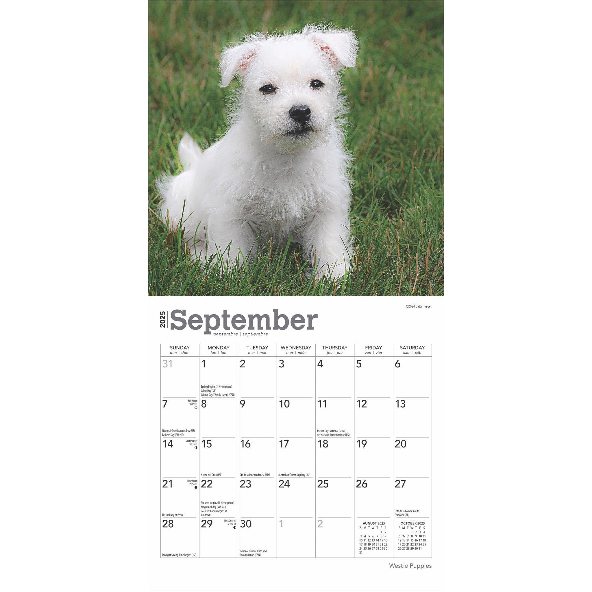 West Highland White Terrier Puppies Mini 2025 Calendar