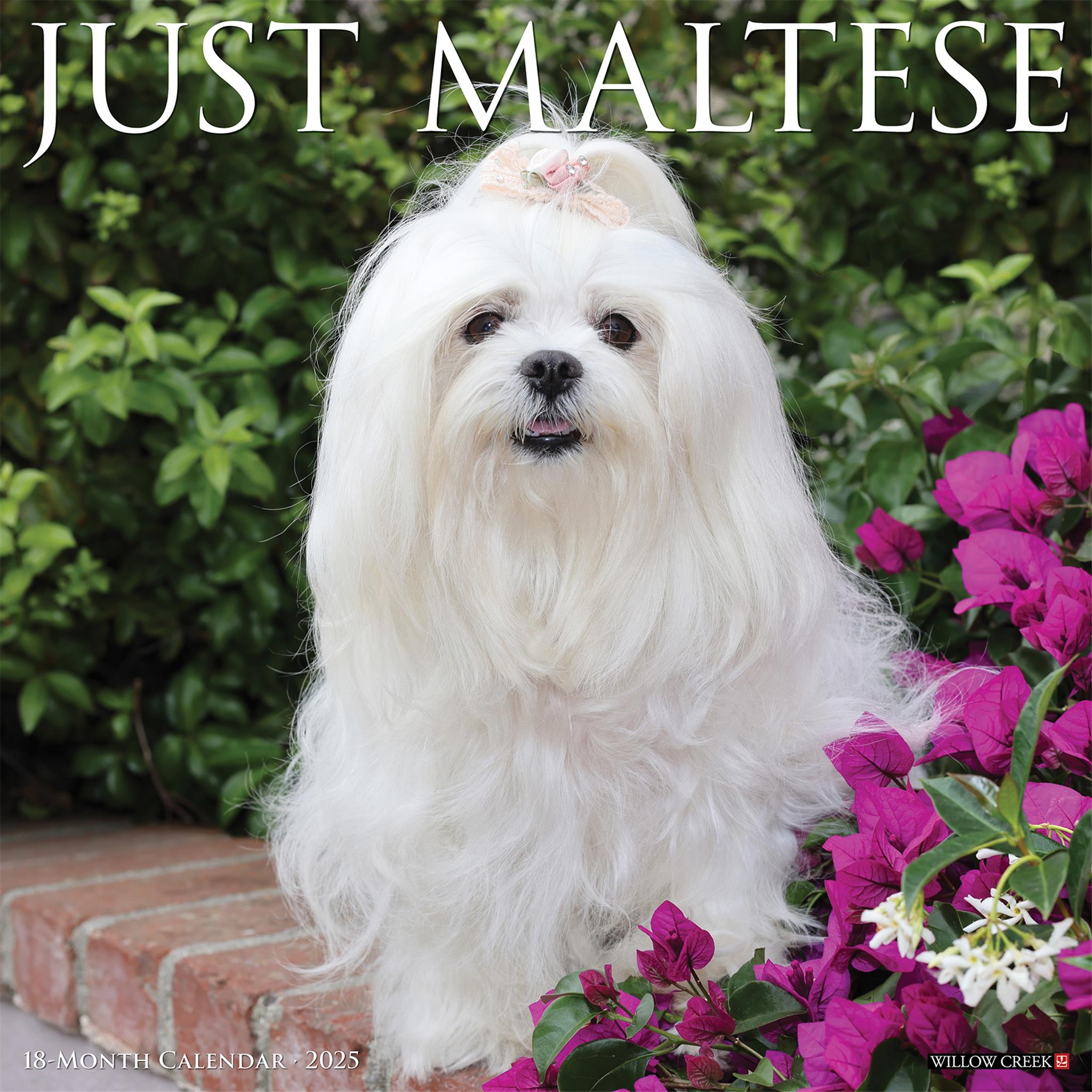 Just Maltese Wall 2025 Calendar