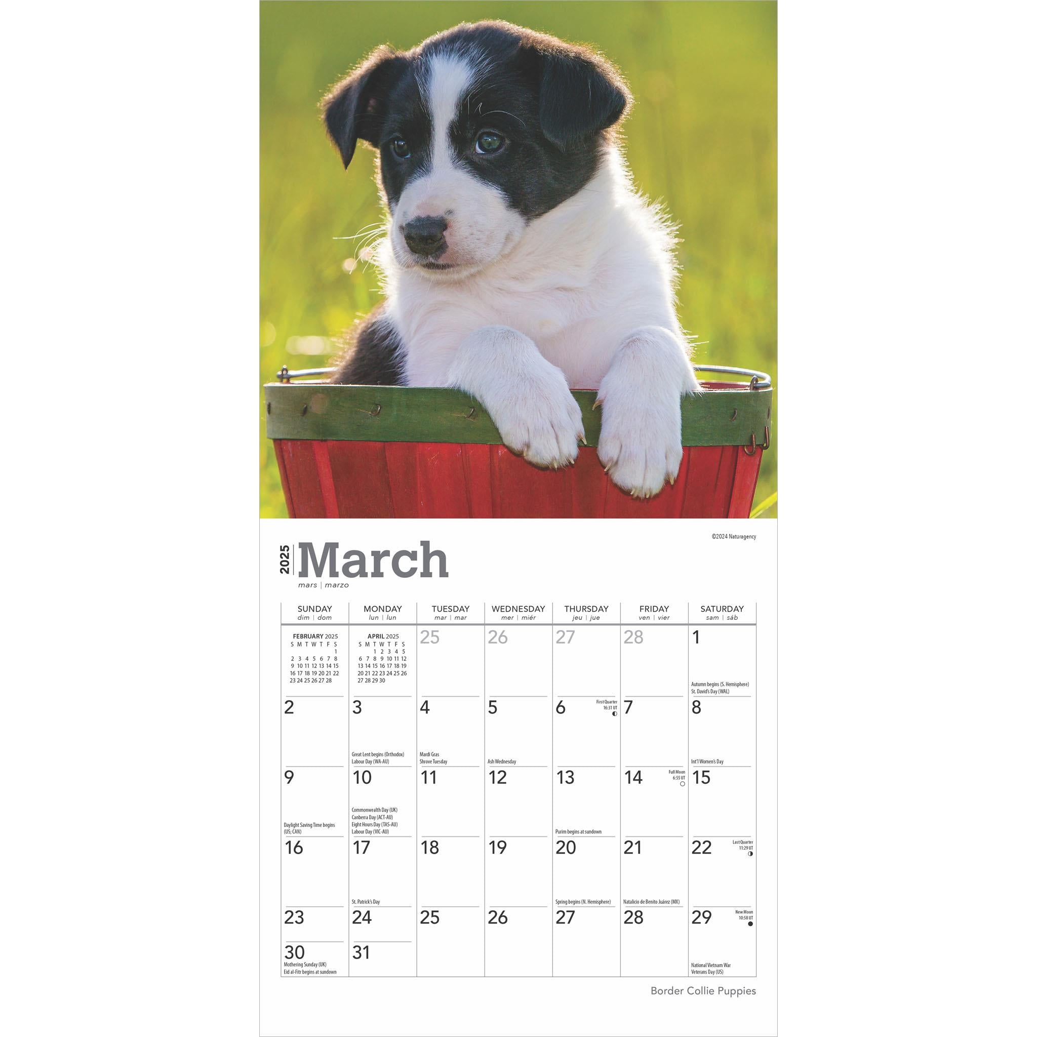 Border Collie Puppies Mini 2025 Calendar