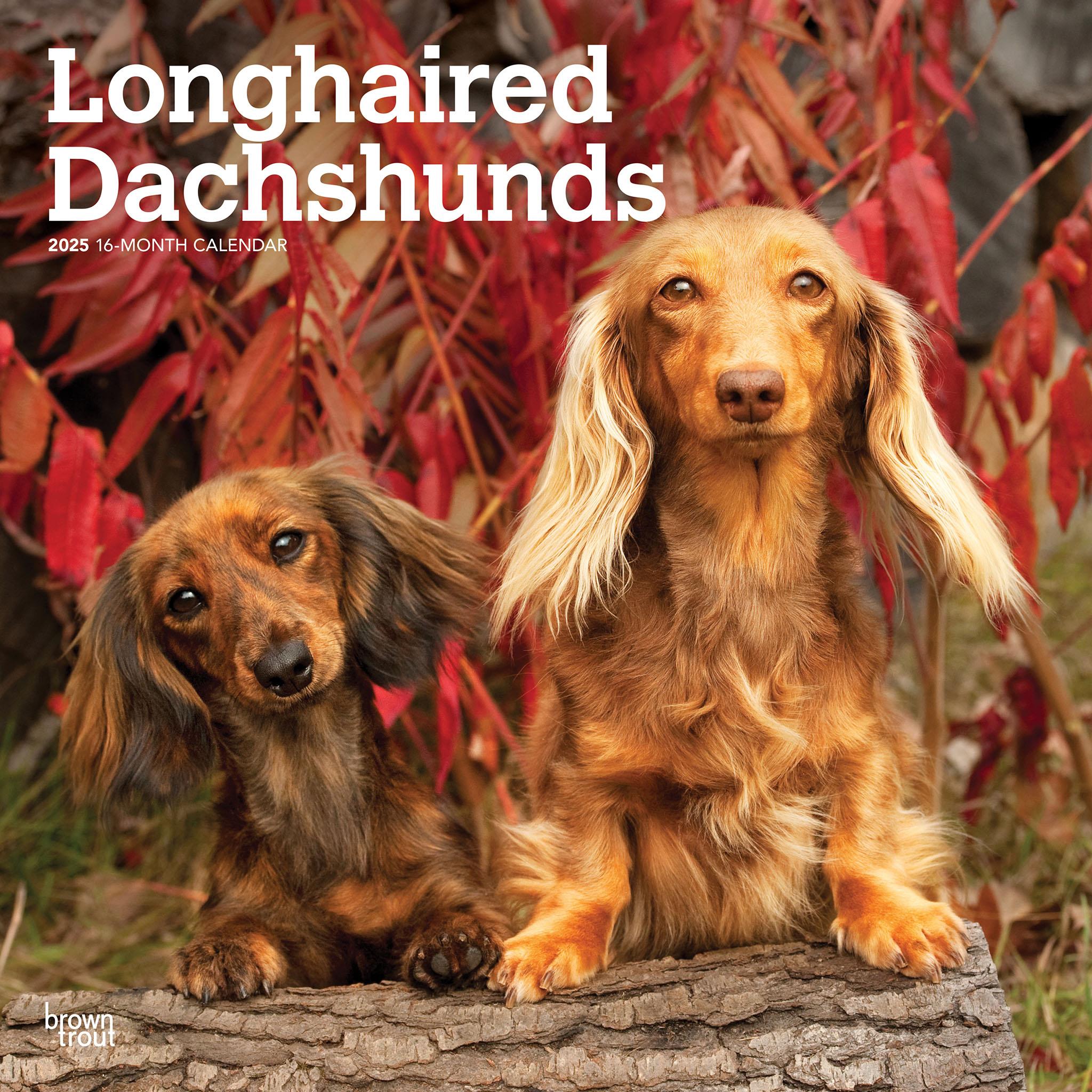 Dachshunds Longhaired Wall 2025 Calendar - Online Exclusive