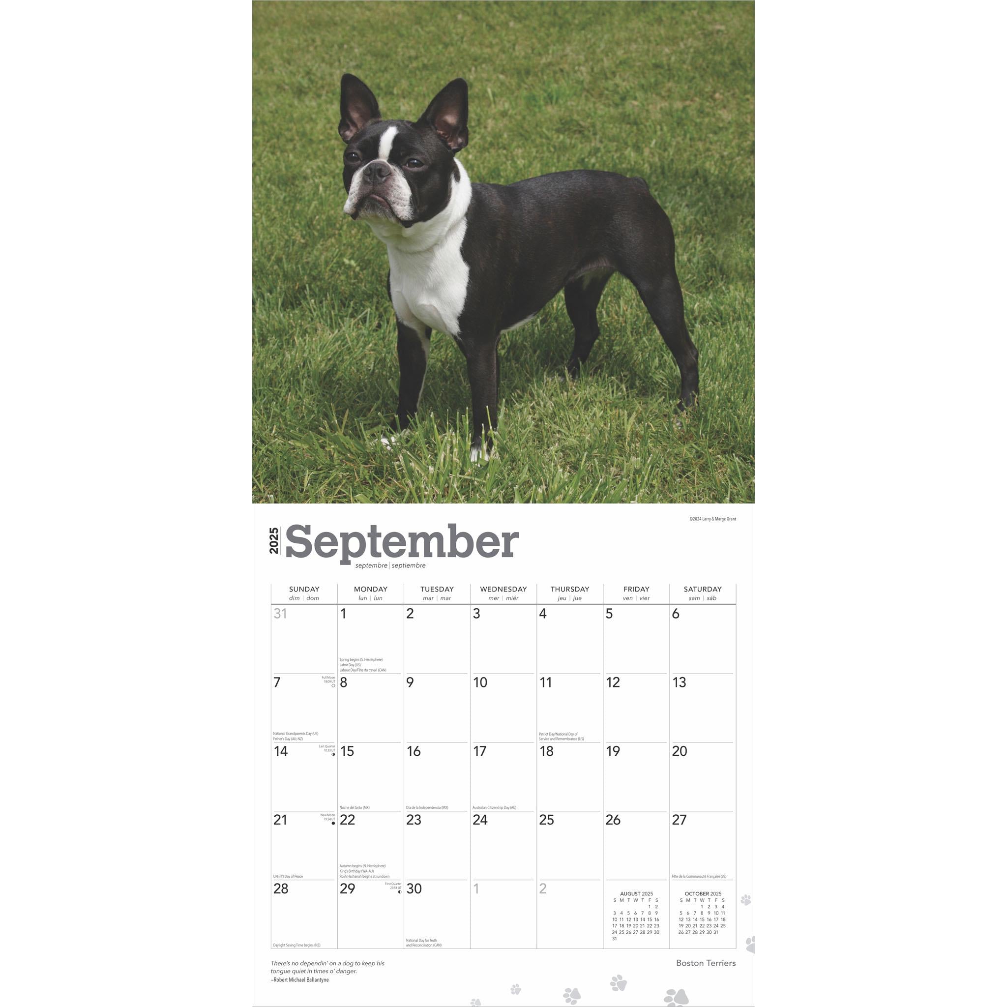 Boston Terriers Wall 2025 Calendar