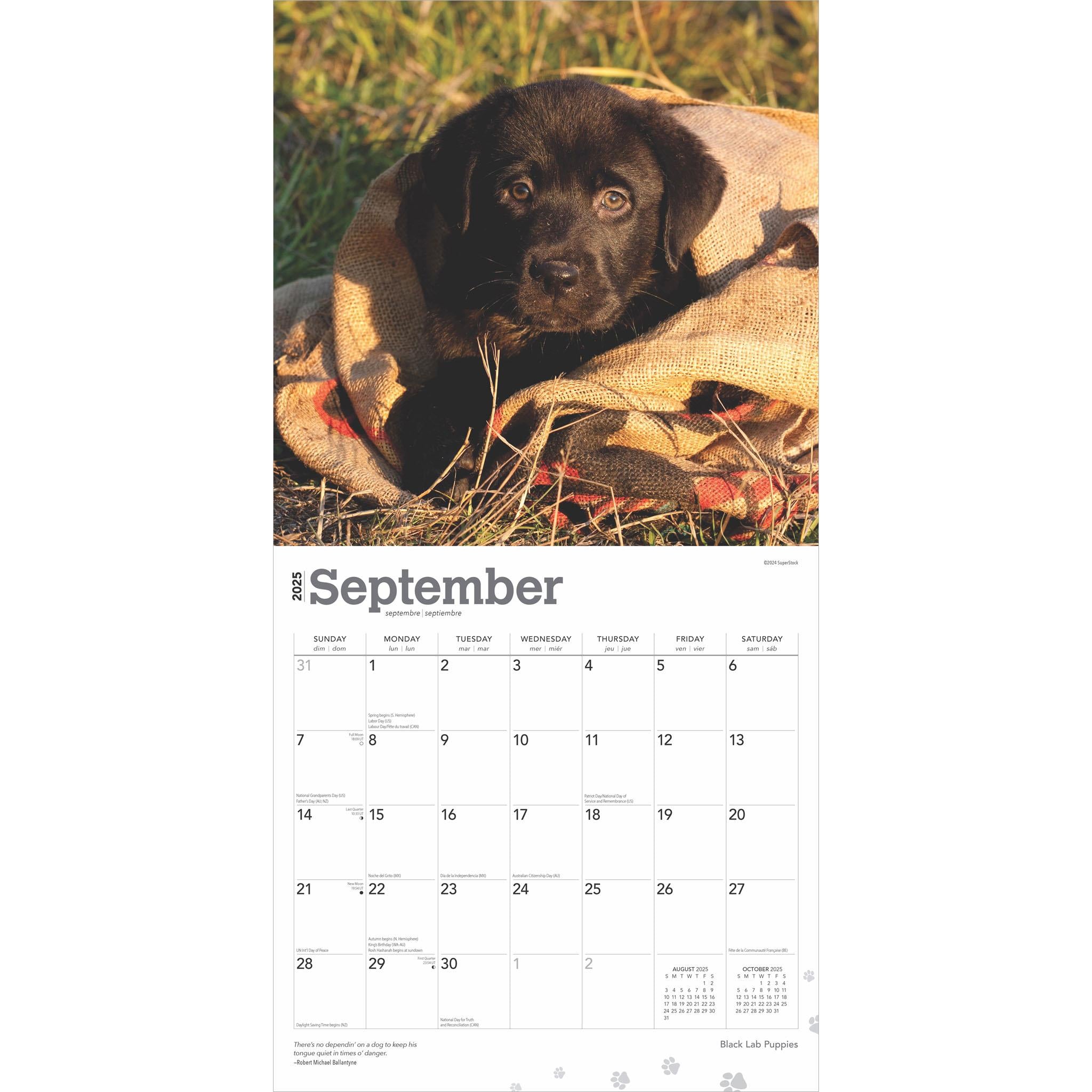 Lab Black Puppies Wall 2025 Calendar