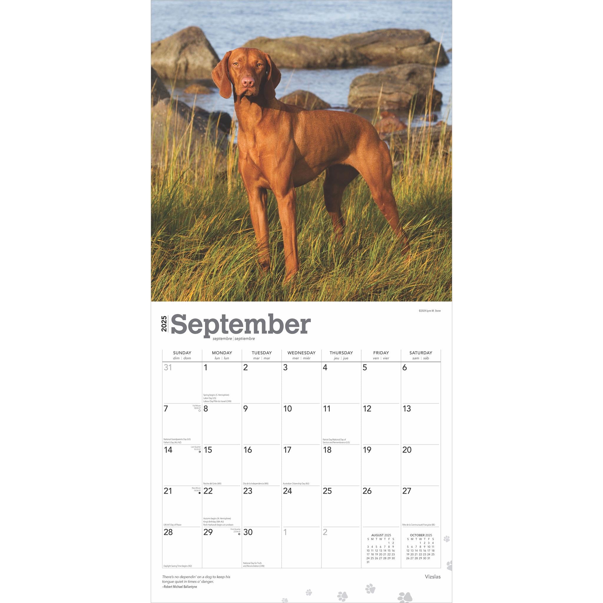 Vizslas Wall 2025 Calendar