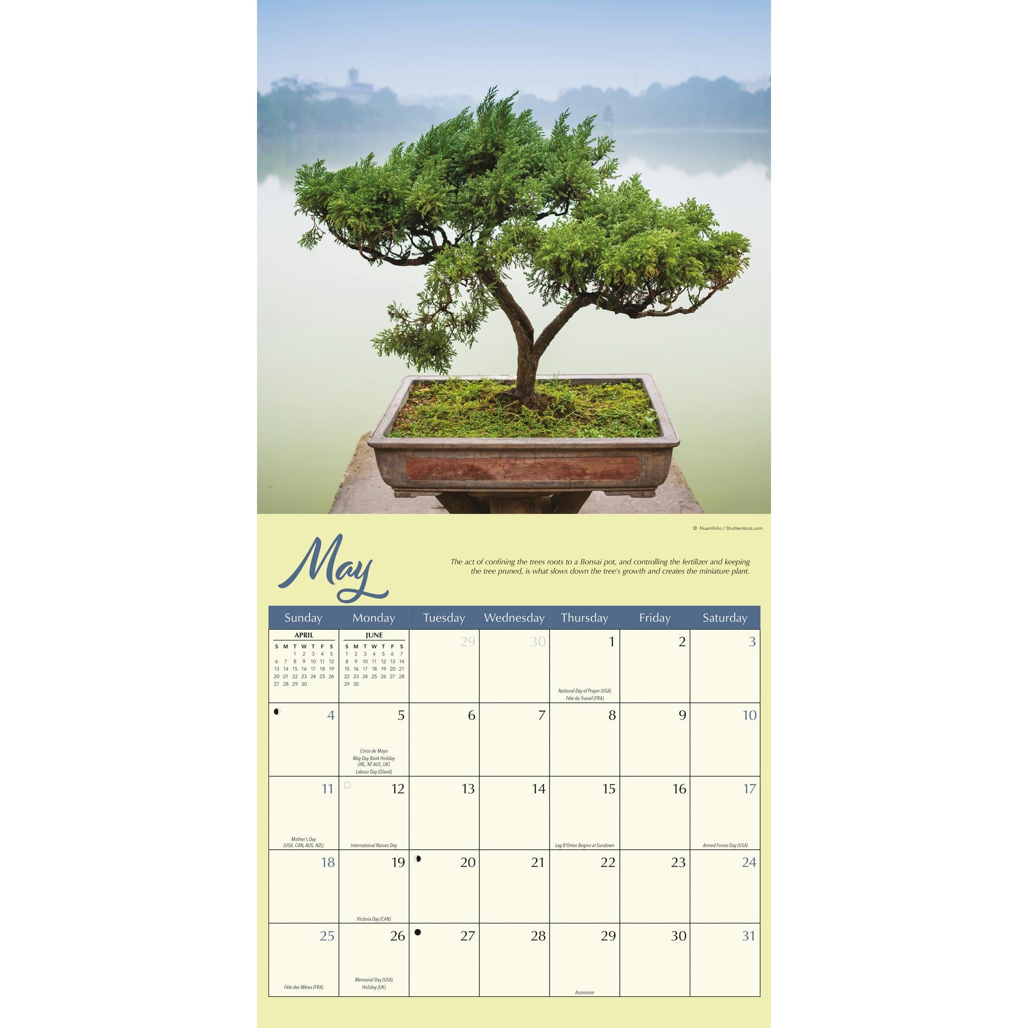 Bonsai Wall 2025 Calendar