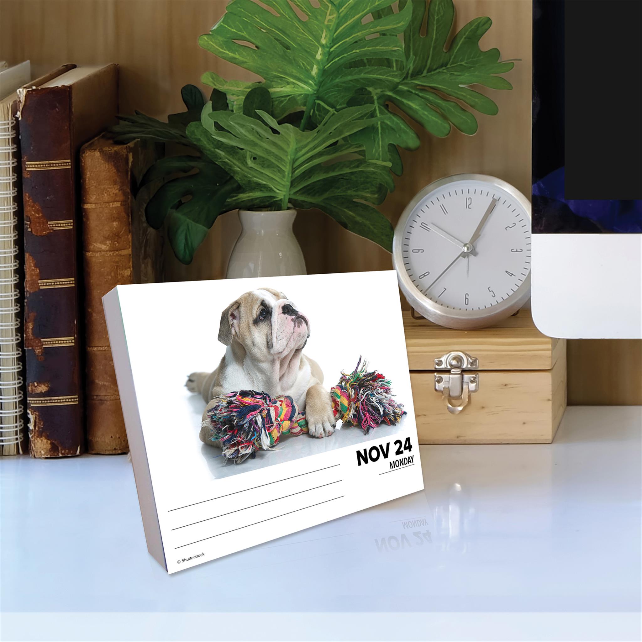 Just Bulldogs Box 2025 Calendar - Online Exclusive