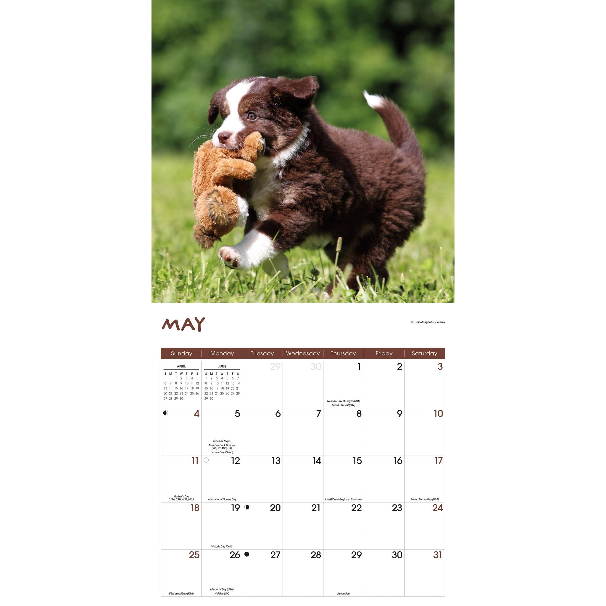 Playful Puppies Wall 2025 Calendar