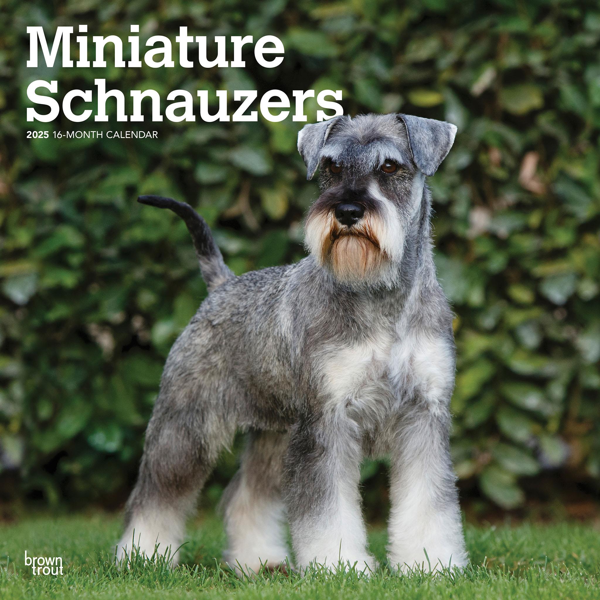 Schnauzers Miniature Wall 2025 Calendar