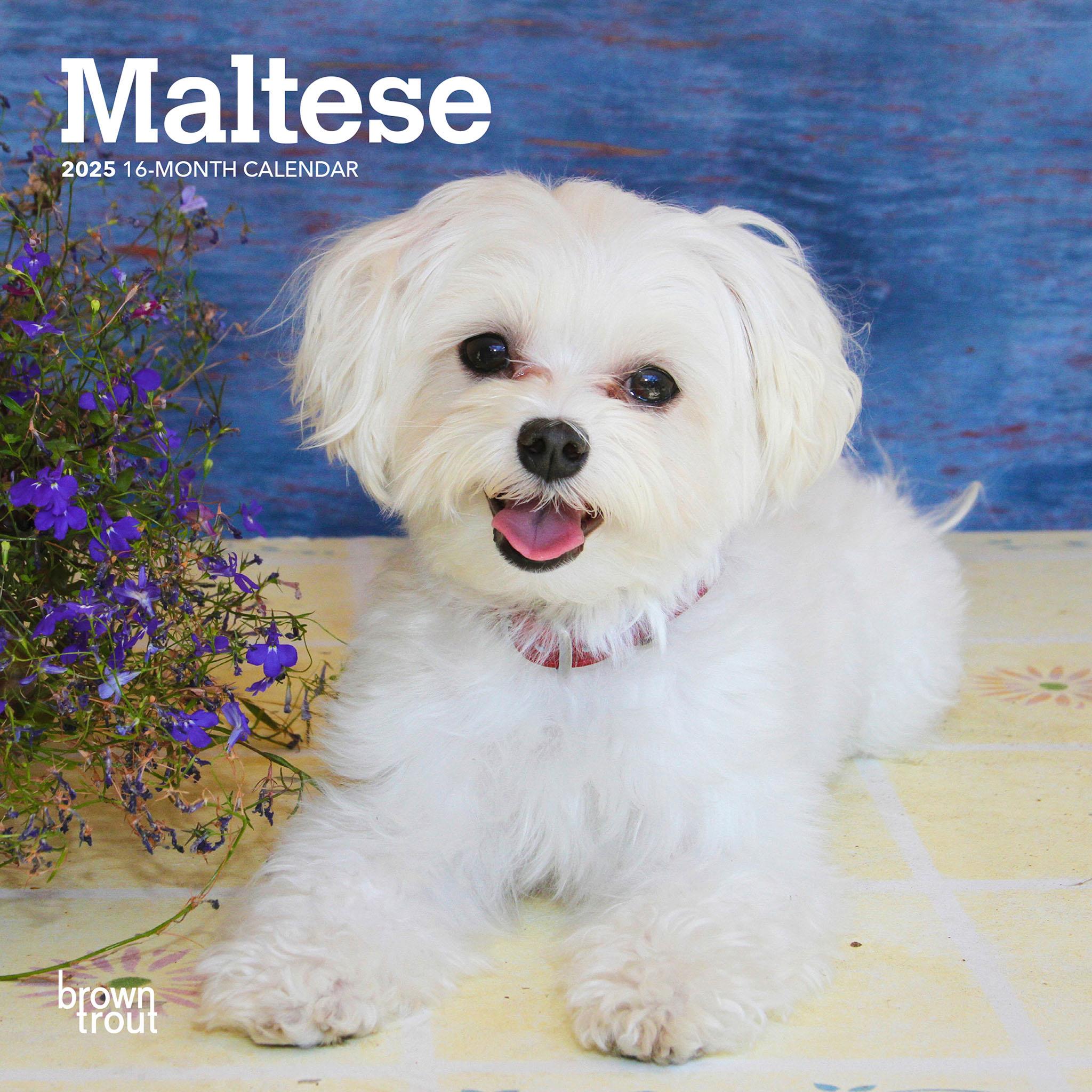 Maltese Mini 2025 Calendar - Online Exclusive