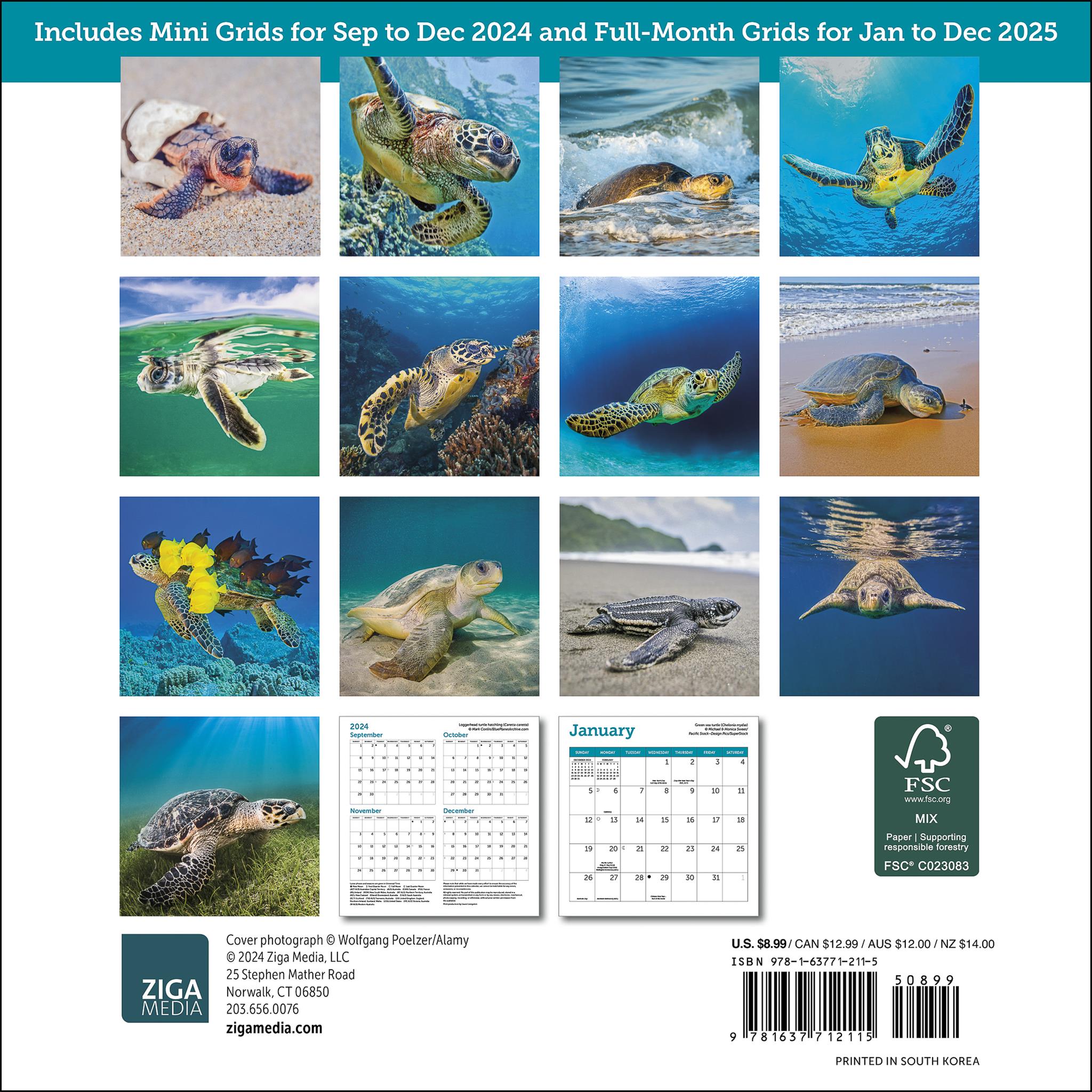 Sea Turtles Mini 2025 Calendar