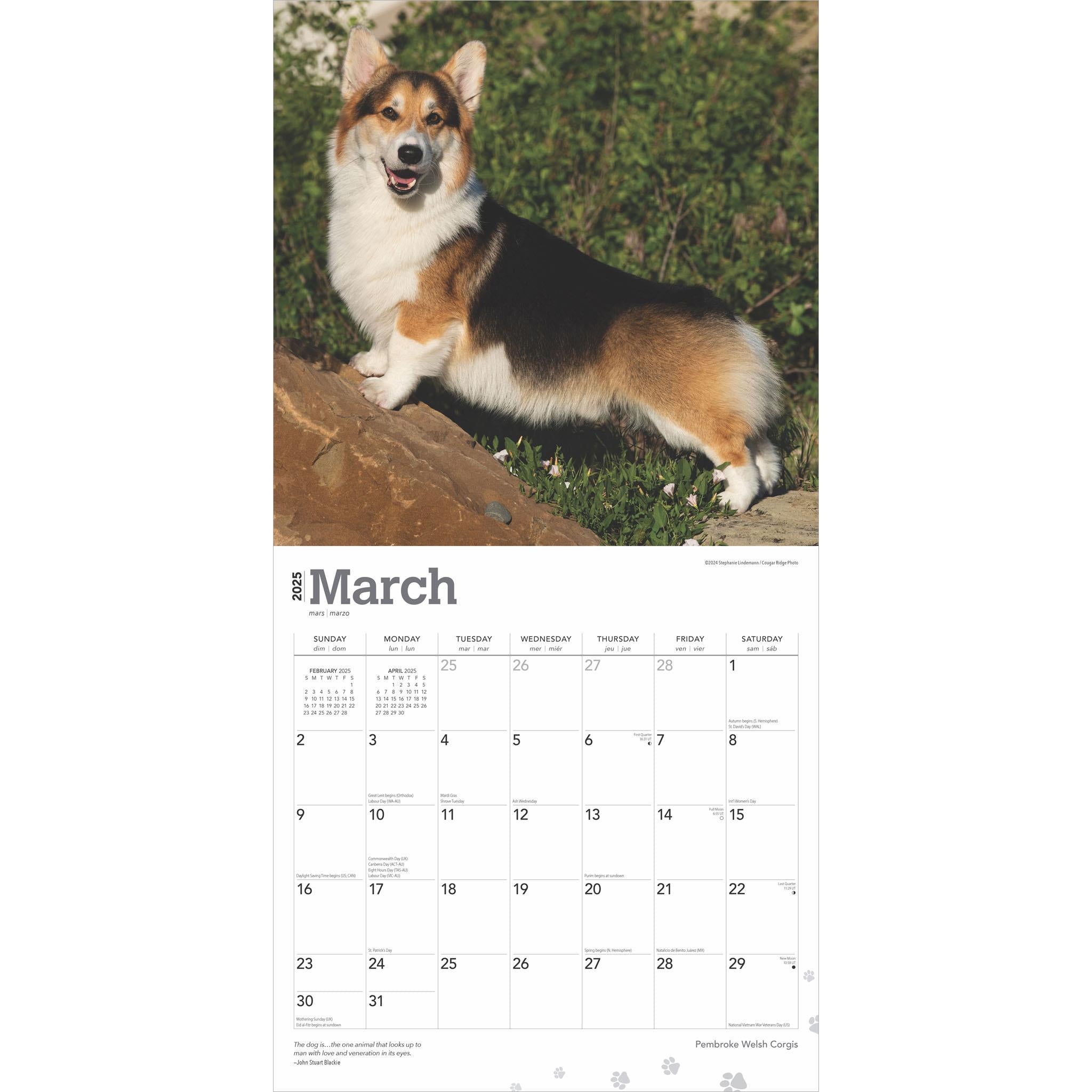 Welsh Corgis Pembroke Wall 2025 Calendar - Online Exclusive