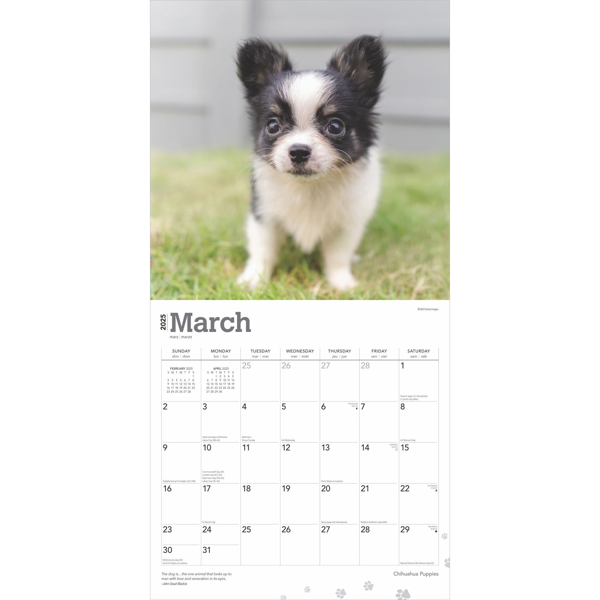 Chihuahua Puppies Wall 2025 Calendar