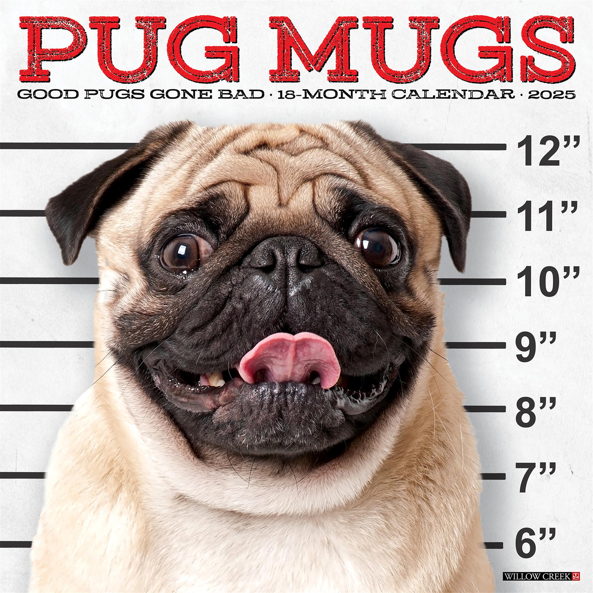 Pug Mugs Wall 2025 Calendar