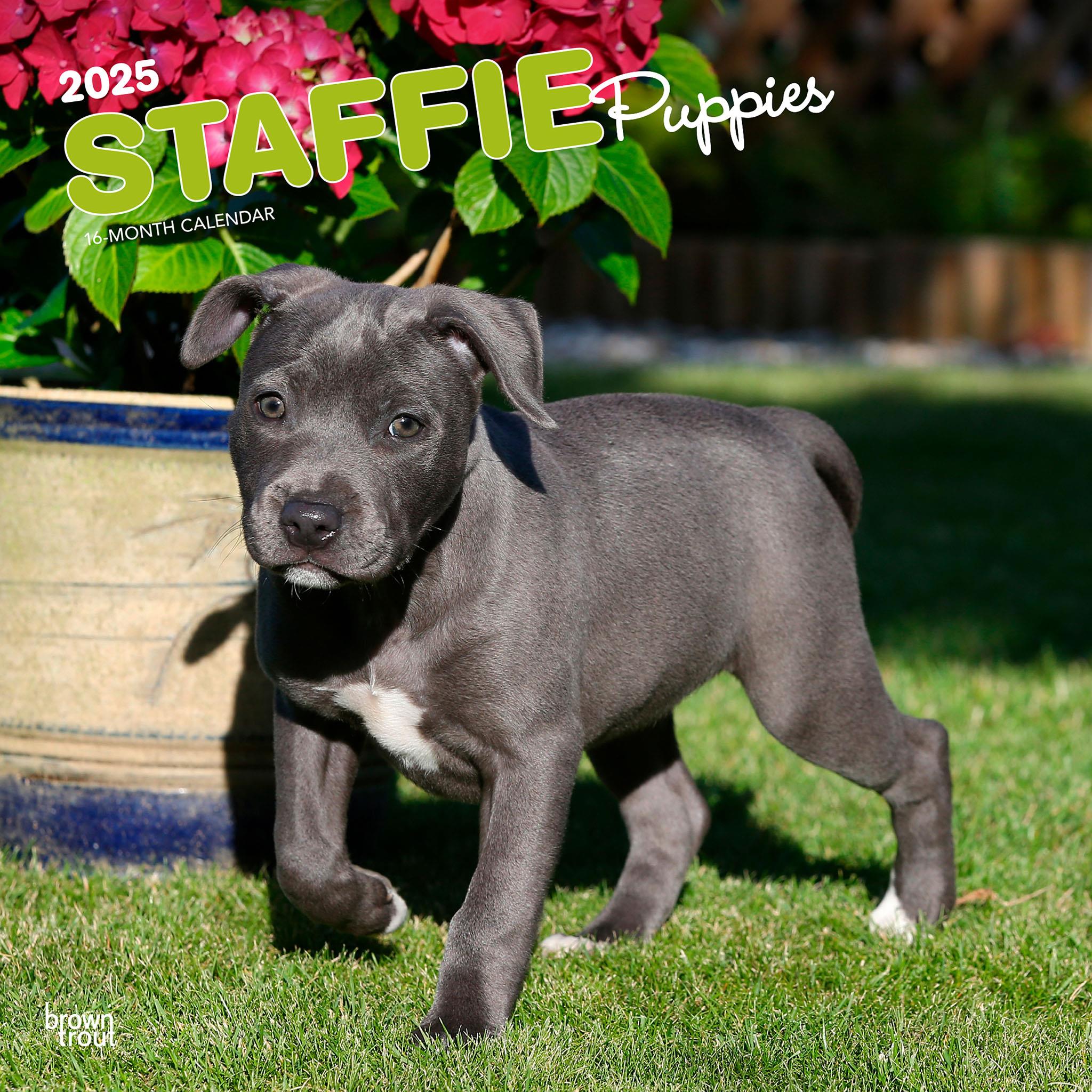 Staffordshire Bull Terrier Puppies Wall 2025 Calendar