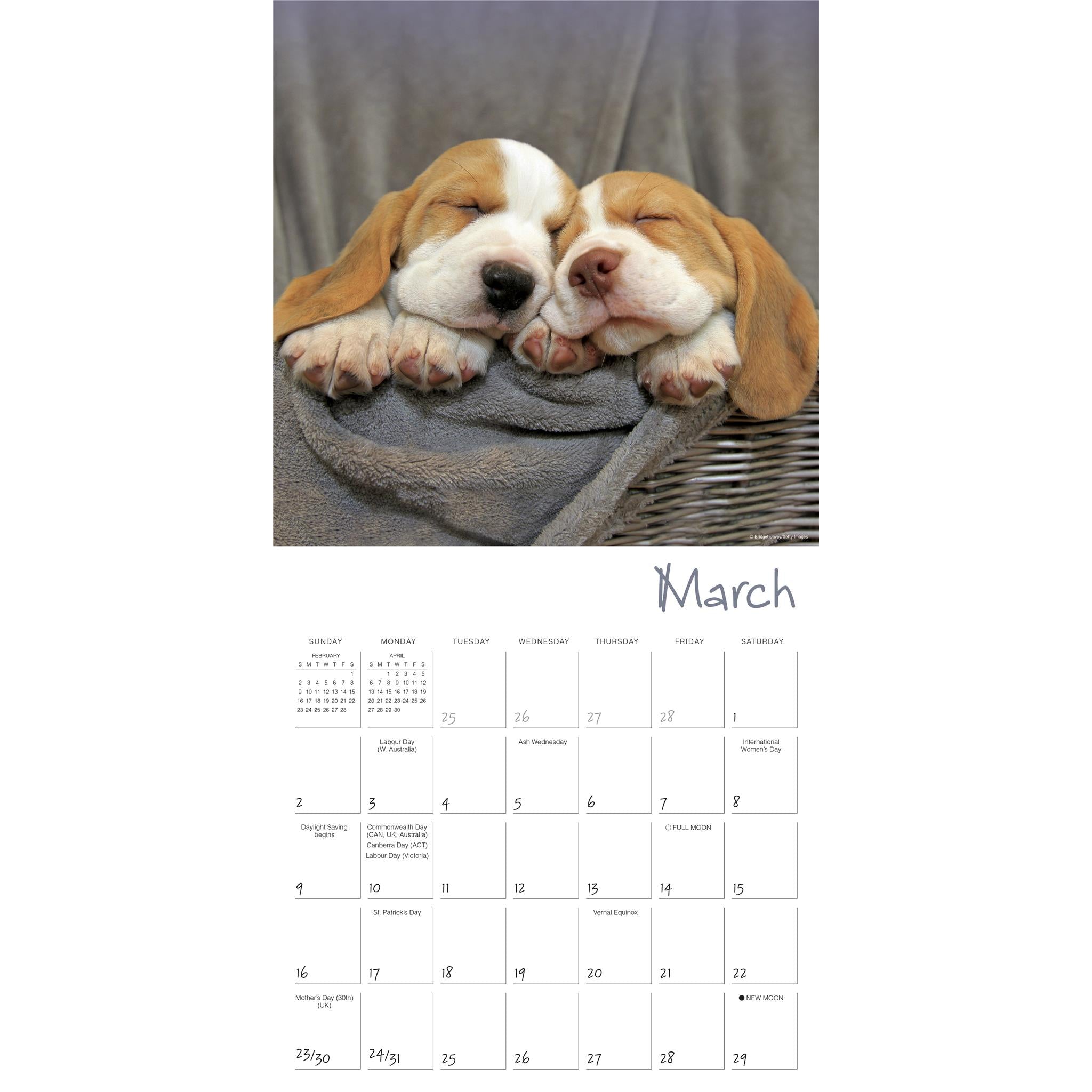 Pooped Puppies Wall 2025 Calendar - Online Exclusive