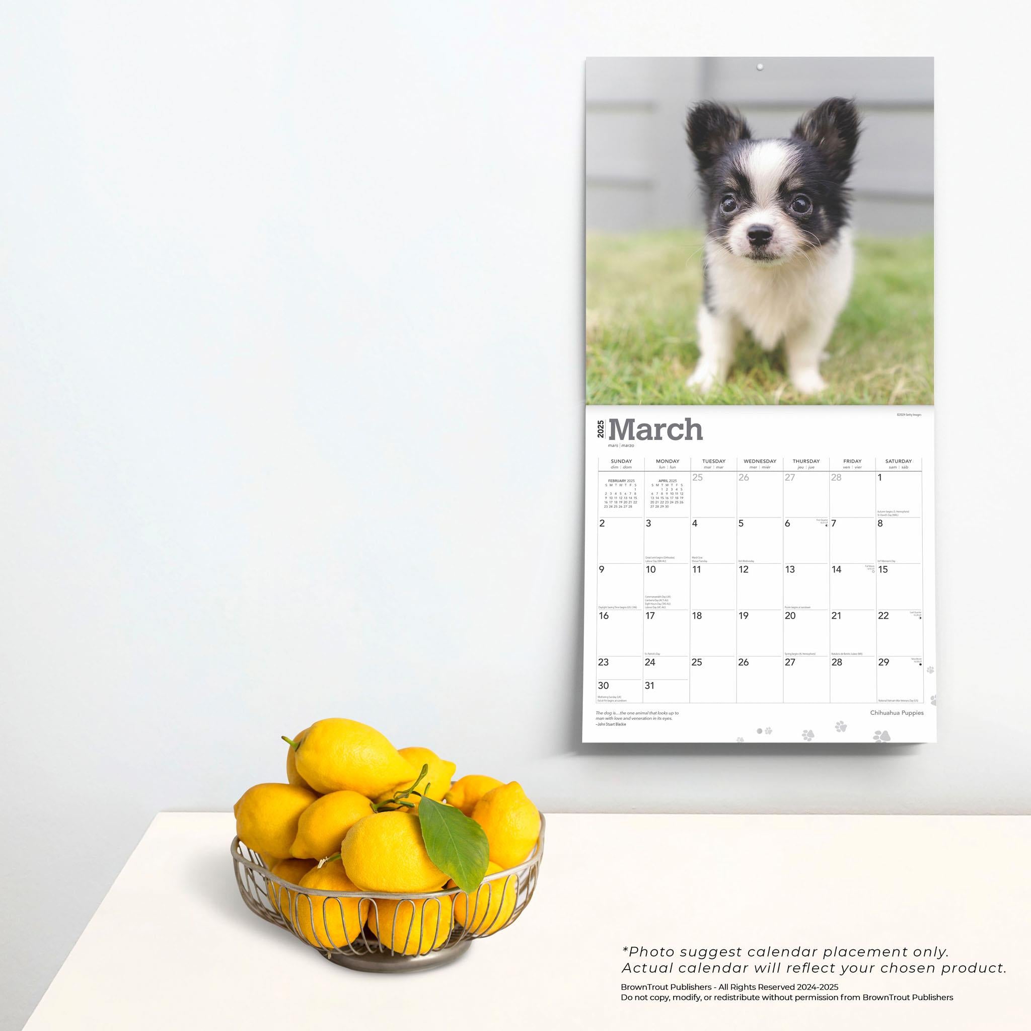 Chihuahua Puppies Wall 2025 Calendar