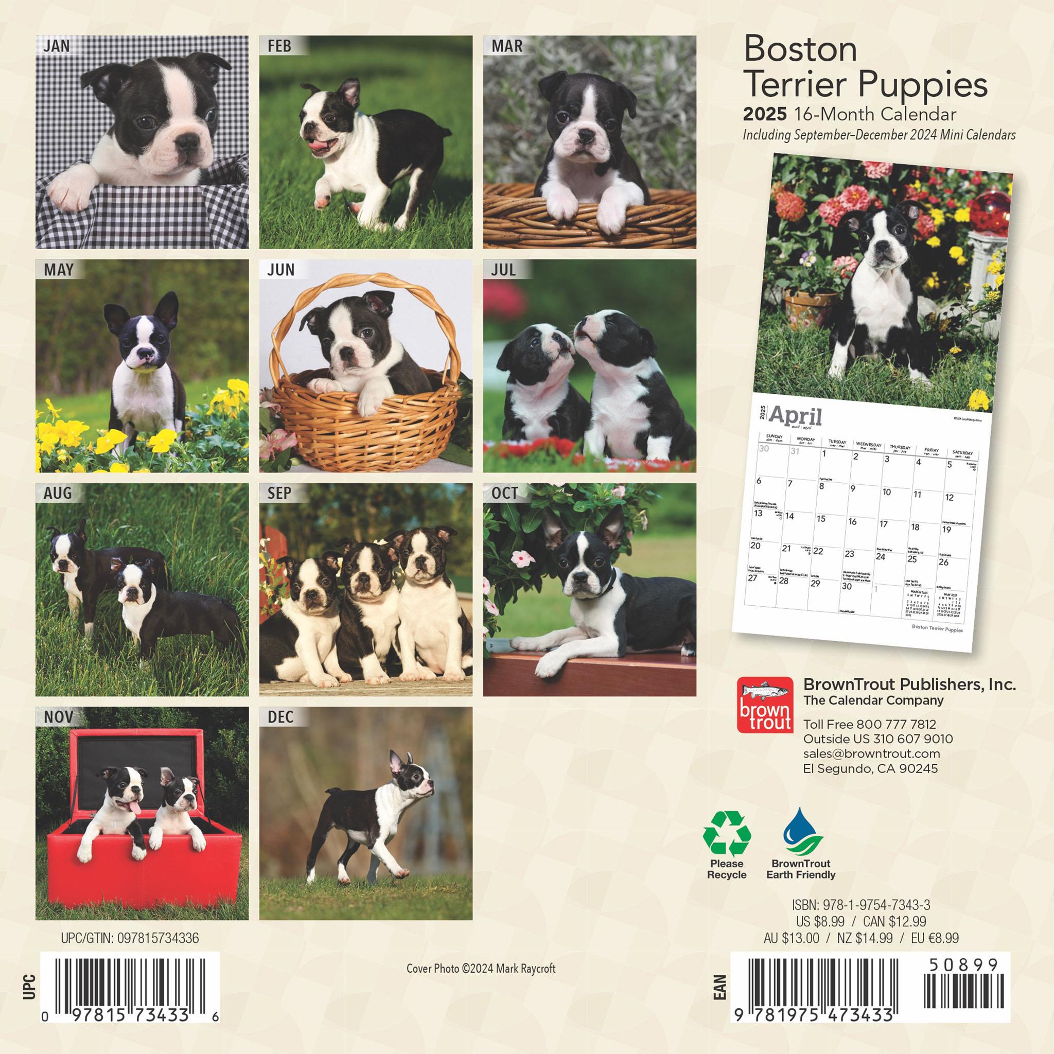 Boston Terrier Puppies Mini 2025 Calendar