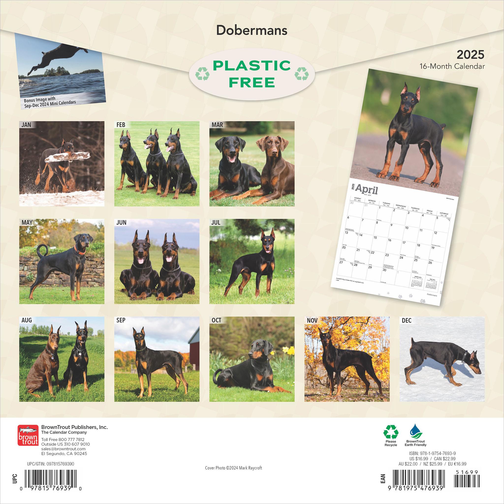 Dobermans Wall 2025 Calendar