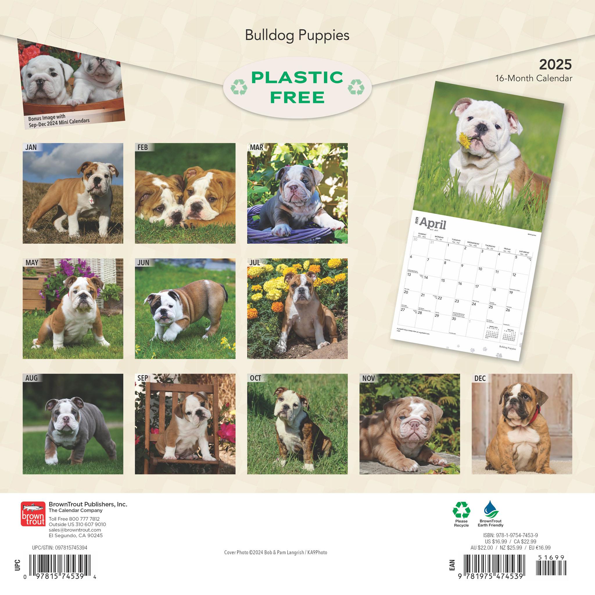 Bulldog Puppies Wall 2025 Calendar - Online Exclusive