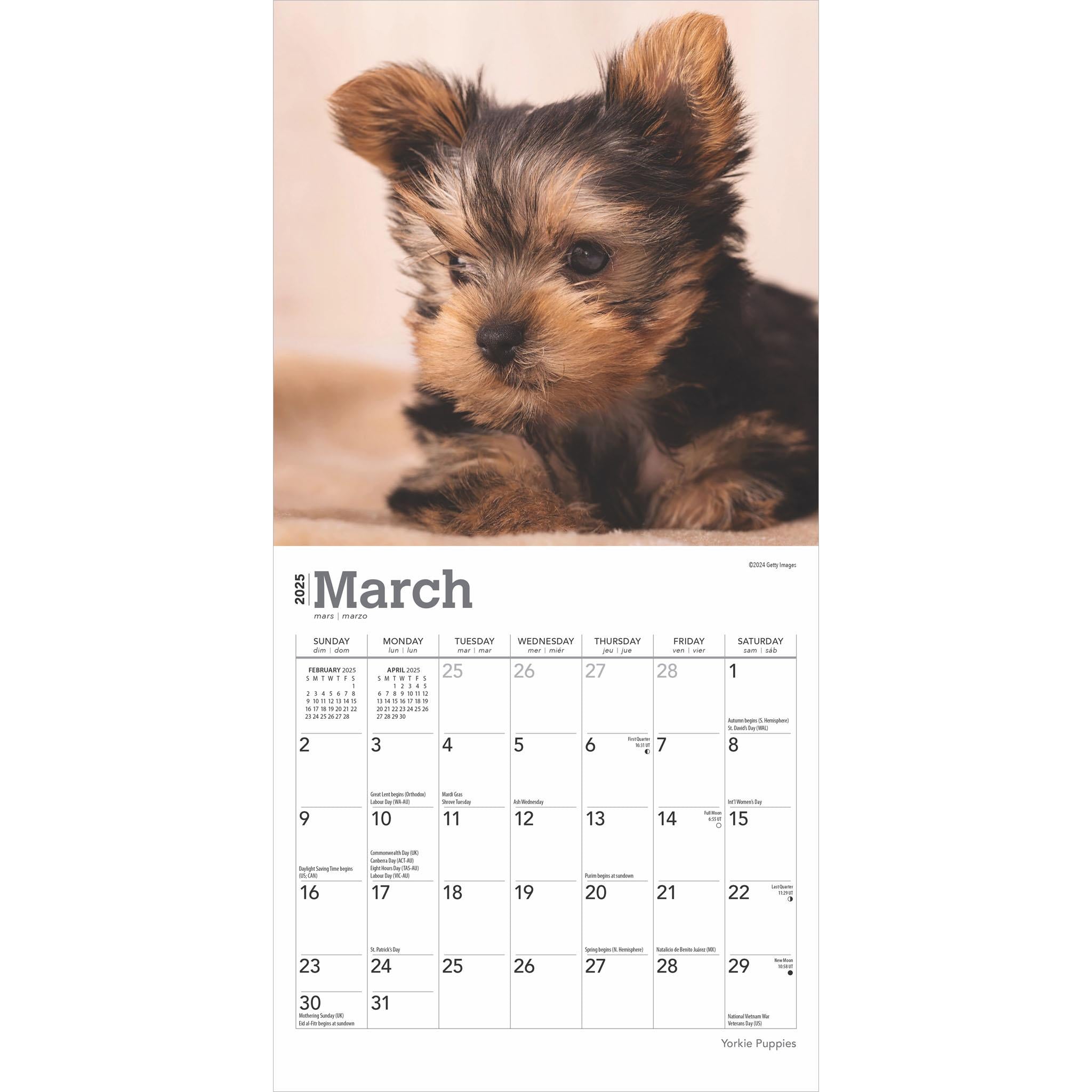 Yorkshire Terrier Puppies Mini 2025 Calendar