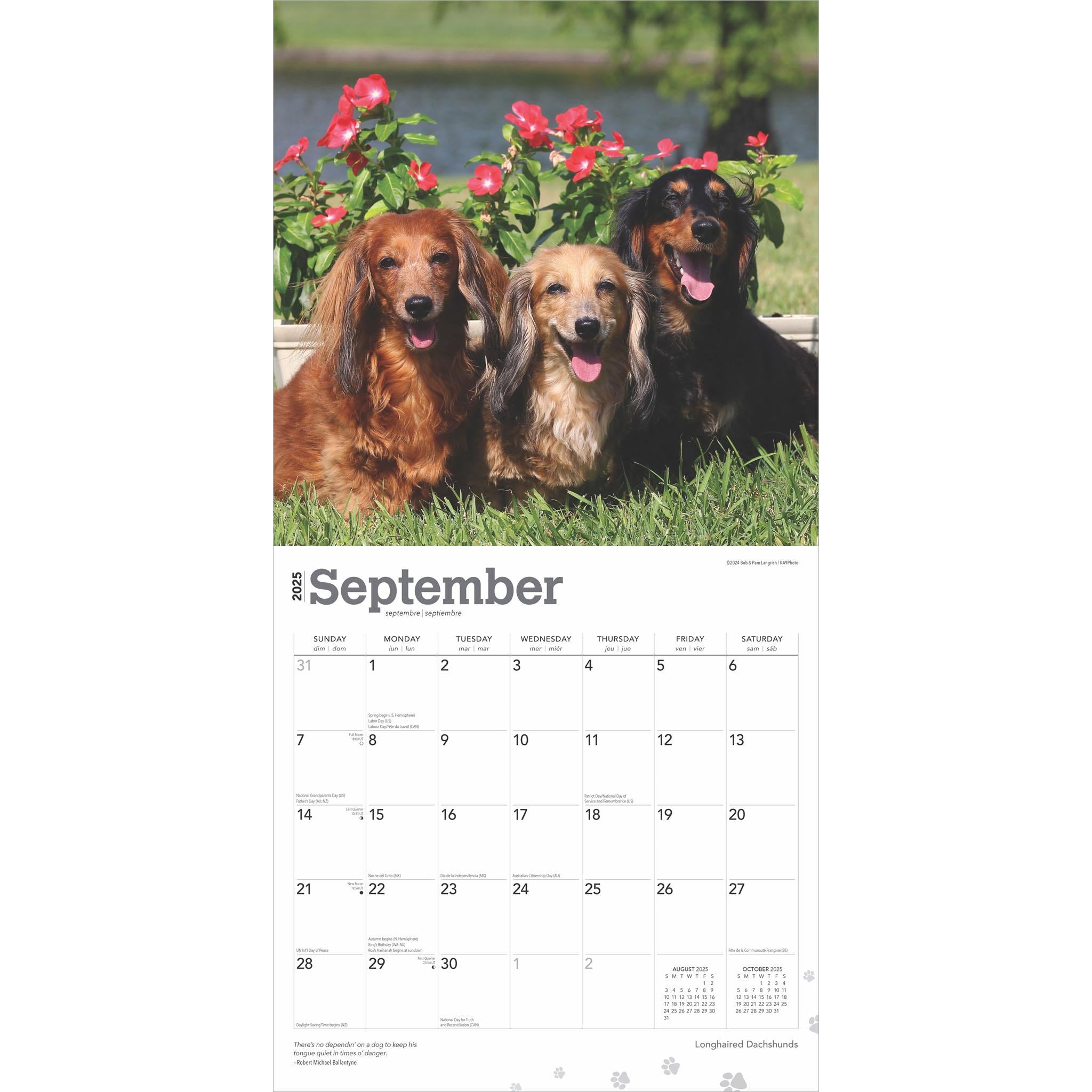 Dachshunds Longhaired Wall 2025 Calendar - Online Exclusive