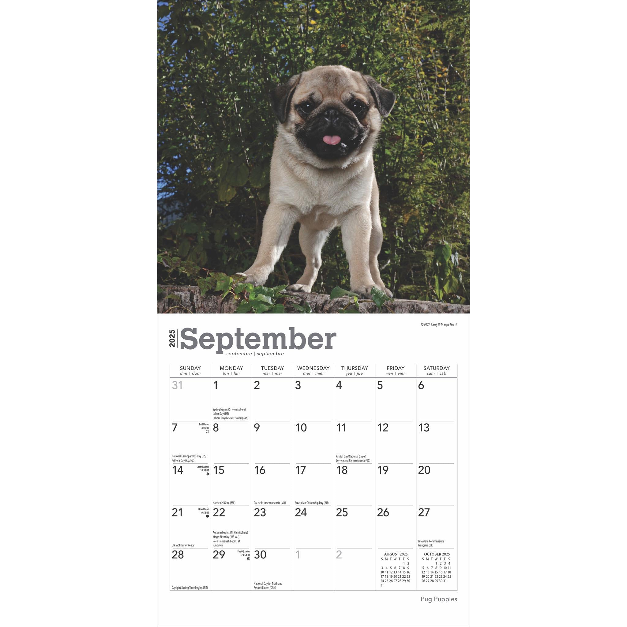 Pug Puppies Mini 2025 Calendar