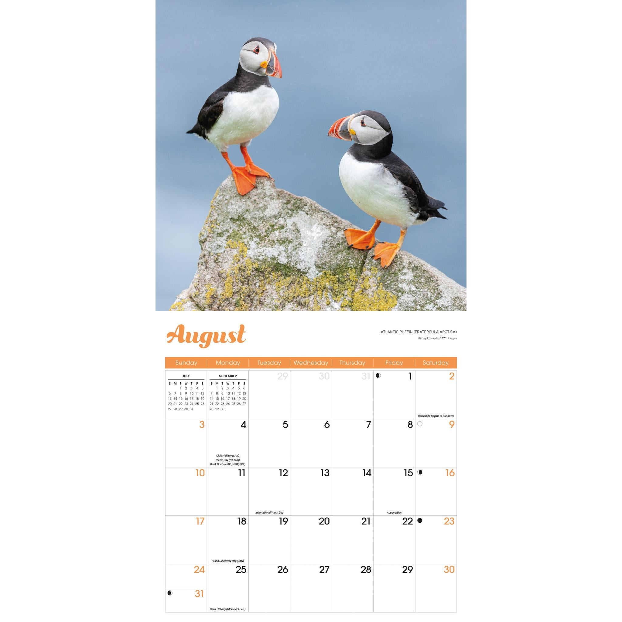 Puffins Wall 2025 Calendar