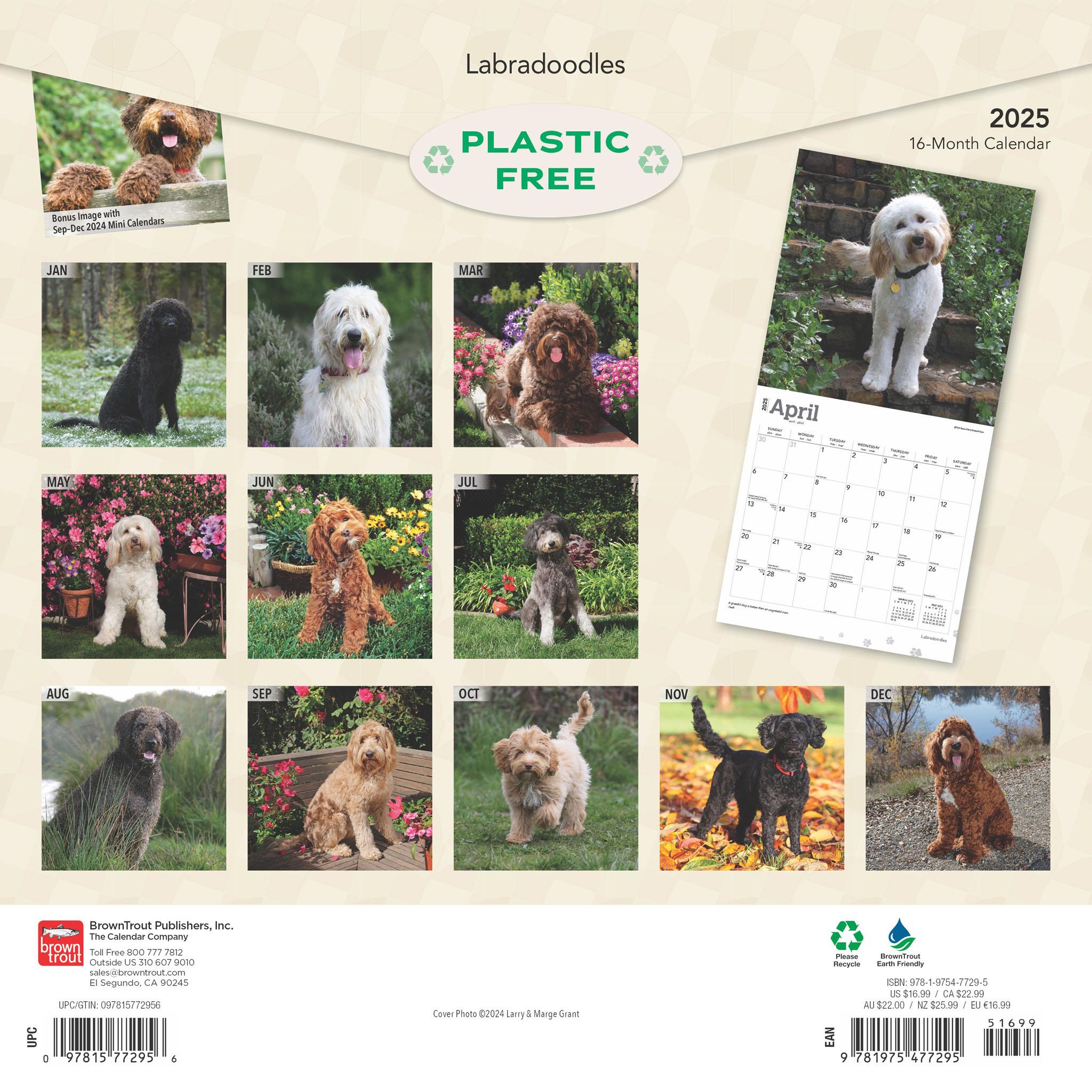 Labradoodles Wall 2025 Calendar - Online Exclusive