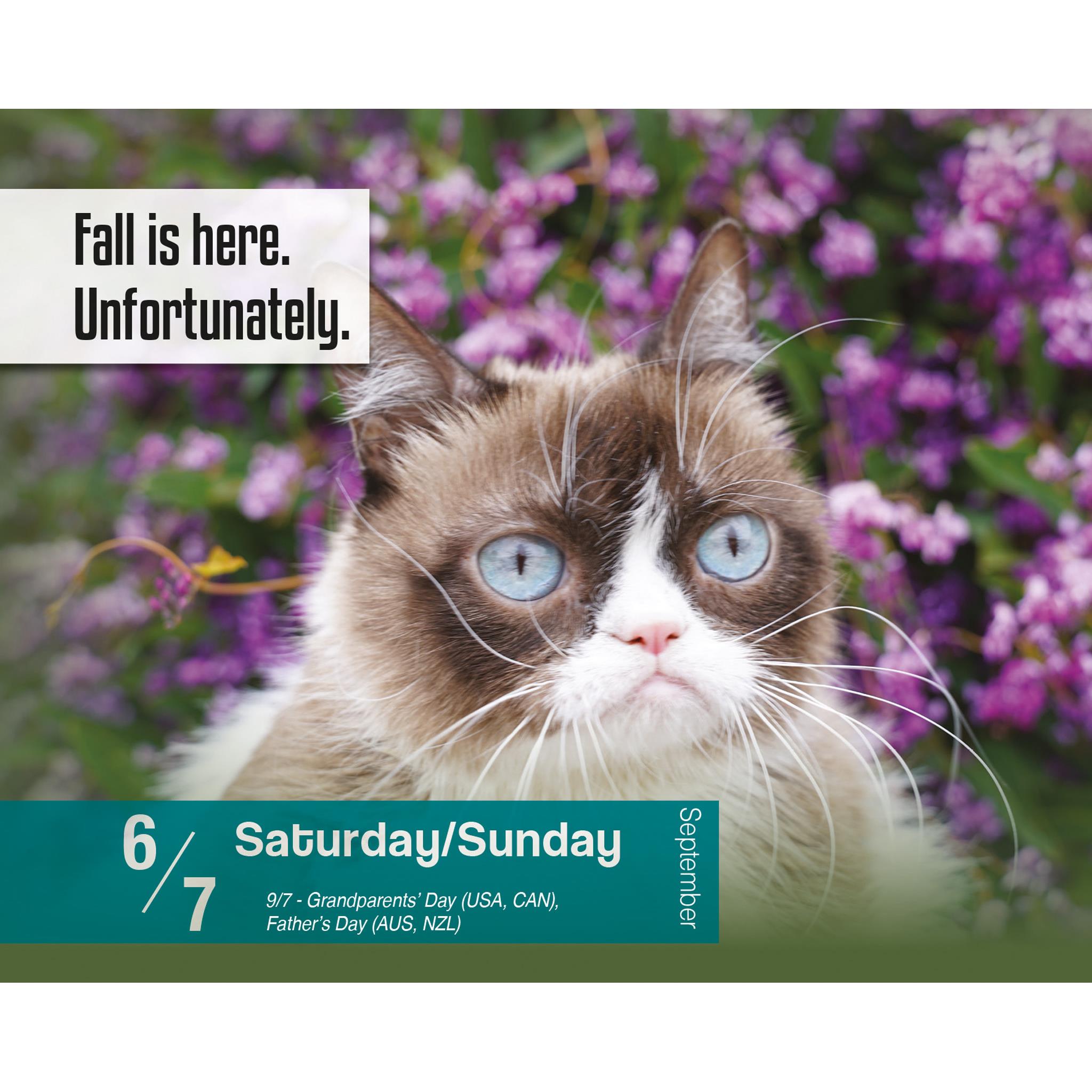 Grumpy Cat Box 2025 Calendar