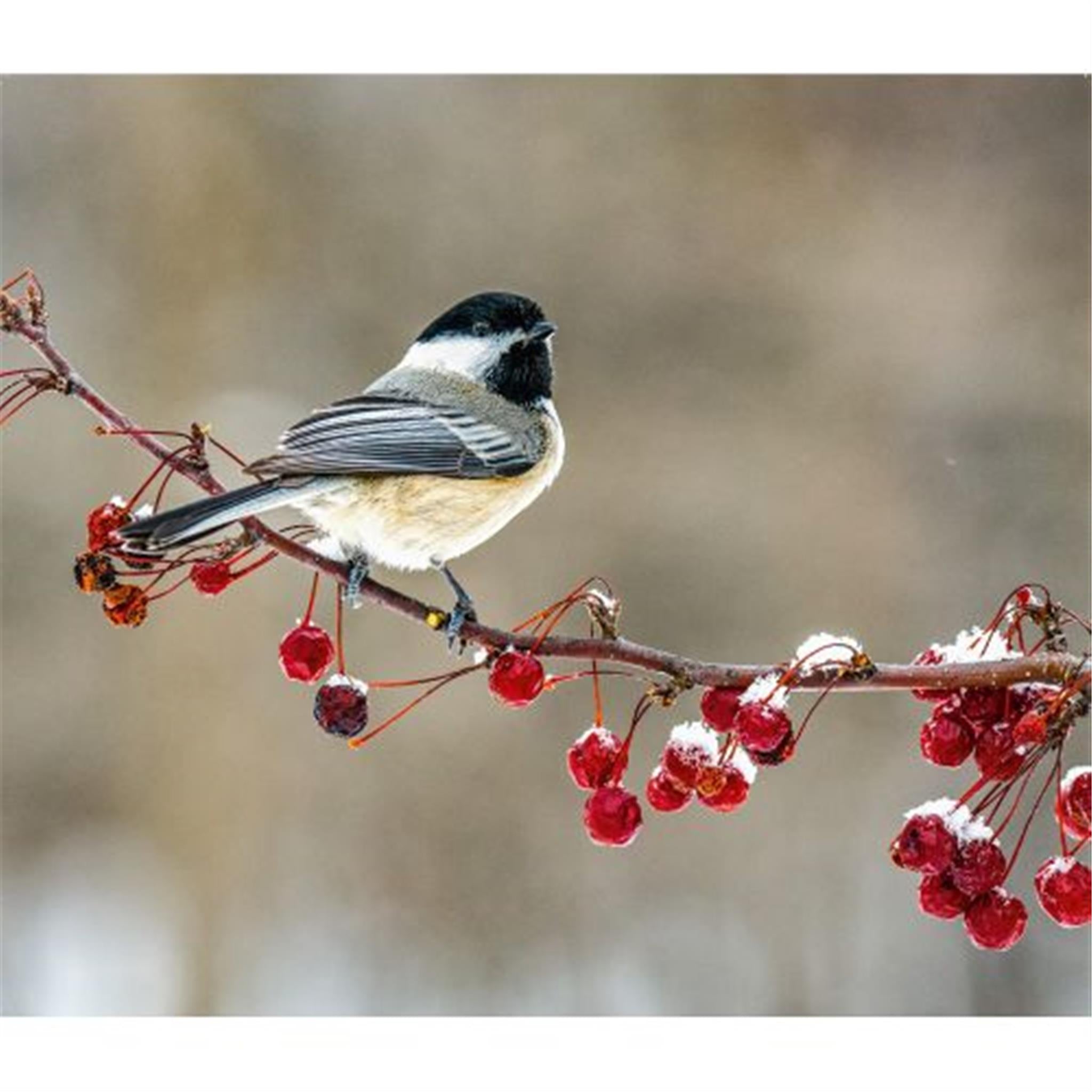 Songbirds World Wildlife Fund Wall 2025 Calendar