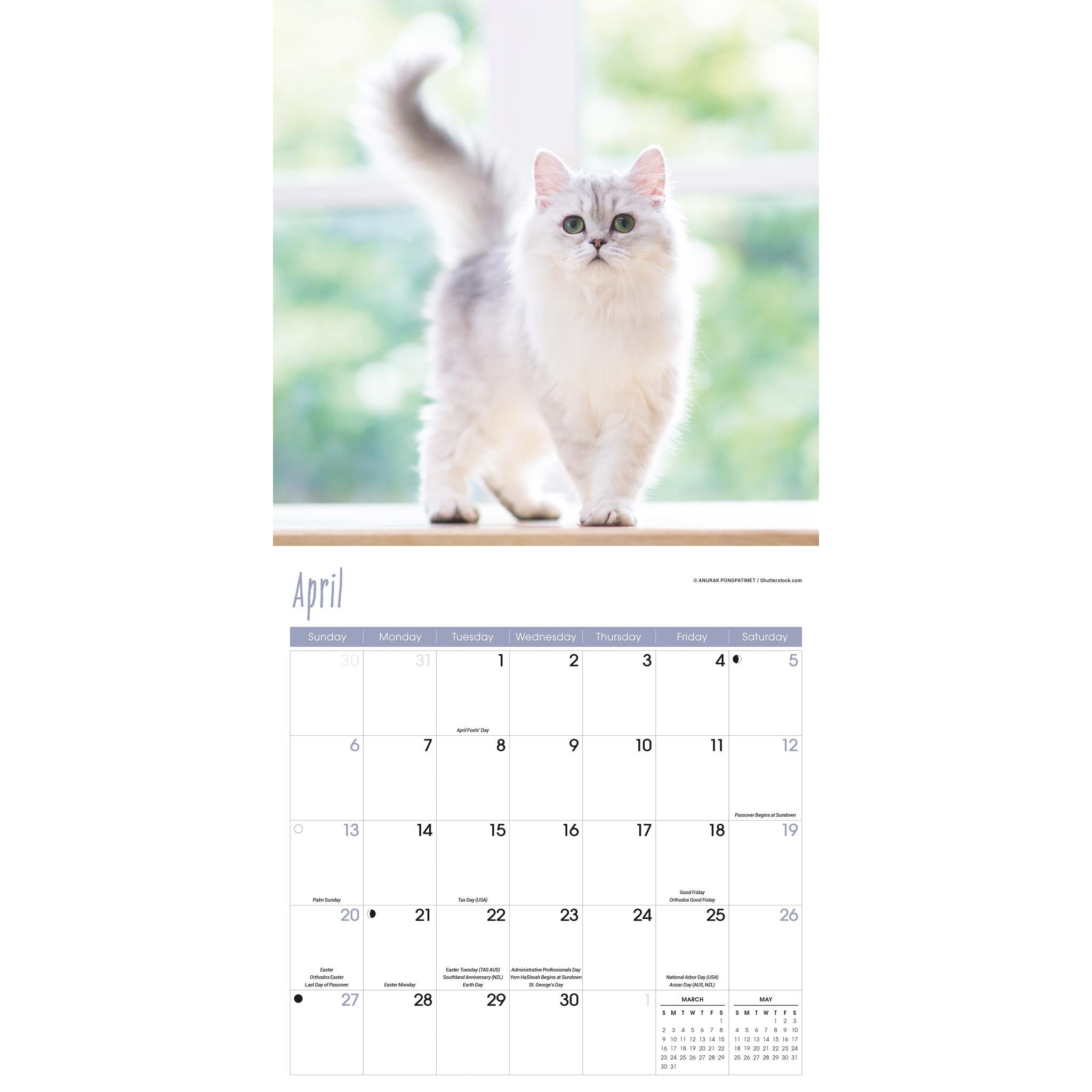 Cats Wall 2025 Calendar