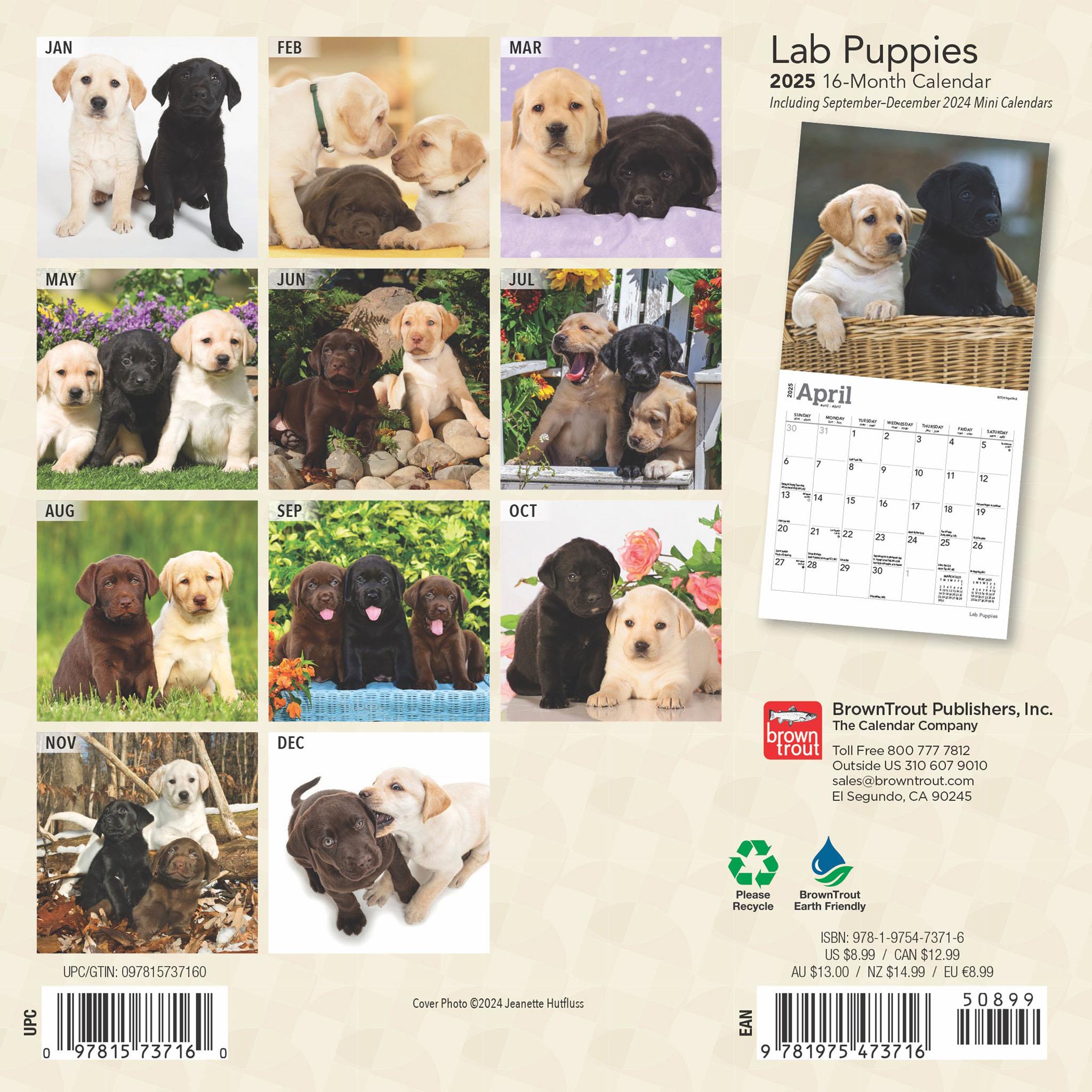 Lab Puppies Mini 2025 Calendar