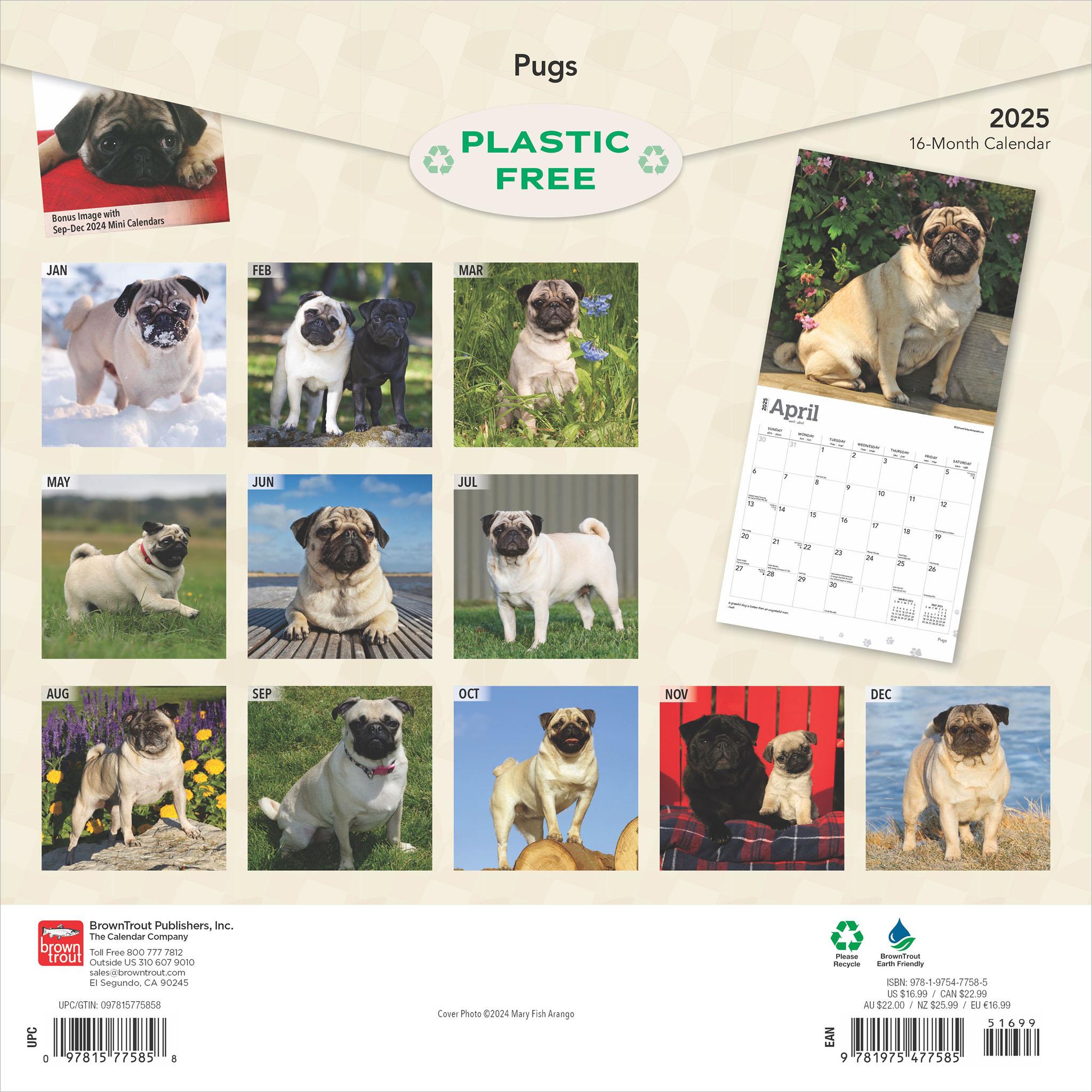 Pugs Wall 2025 Calendar