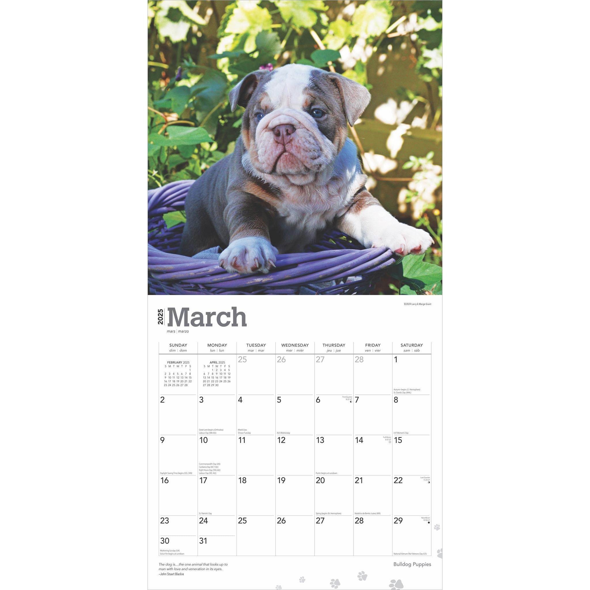 Bulldog Puppies Wall 2025 Calendar - Online Exclusive