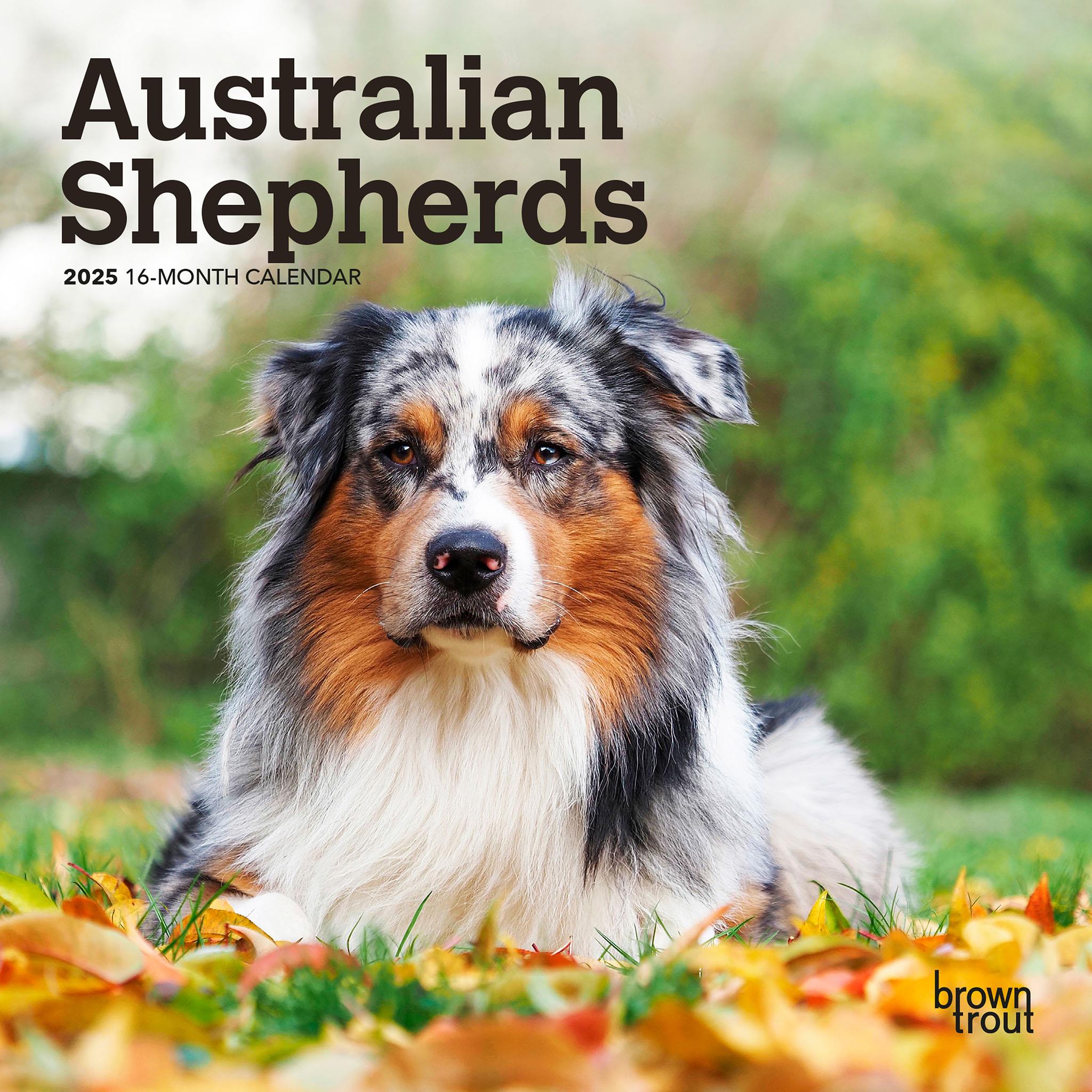 Australian Shepherds Mini 2025 Calendar - Online Exclusive