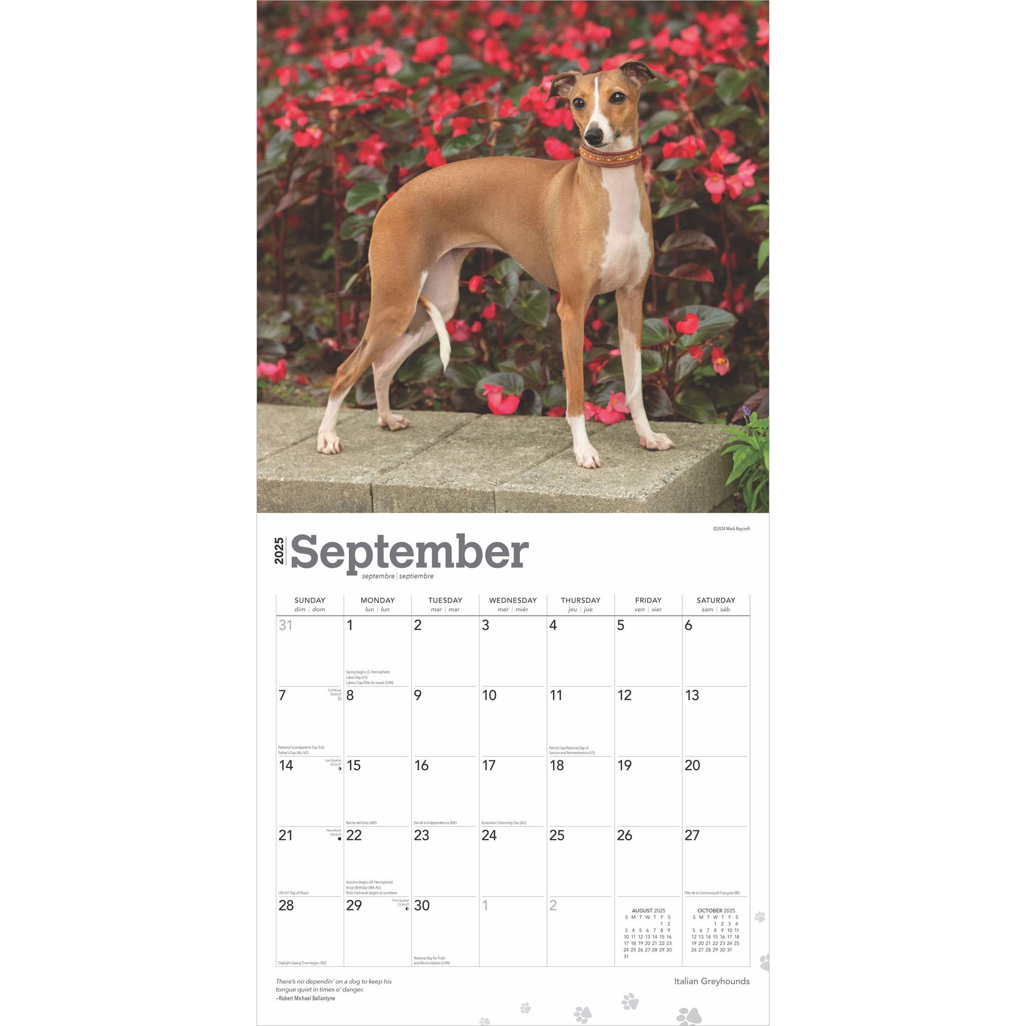 Italian Greyhounds Wall 2025 Calendar - Online Exclusive