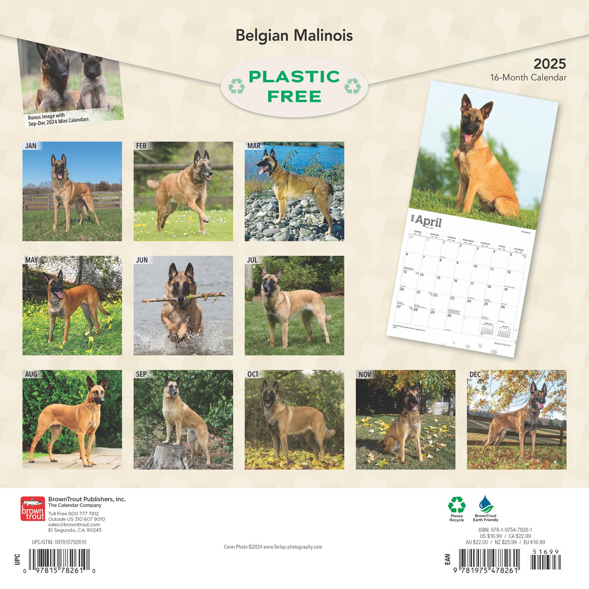 Belgian Malinois Wall 2025 Calendar - Online Exclusive