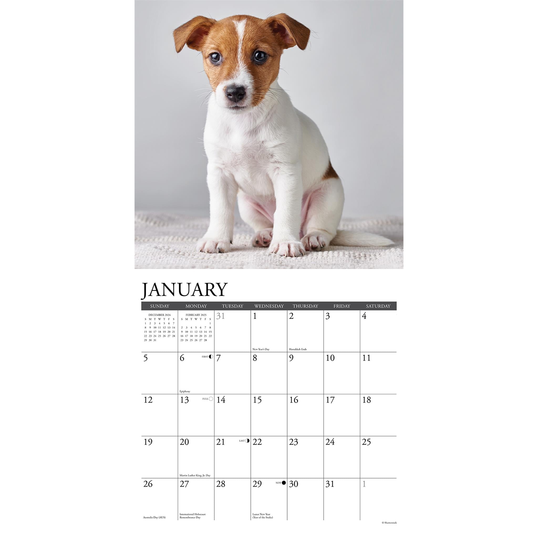 Just Jack Russell Puppies Wall 2025 Calendar - Online Exclusive