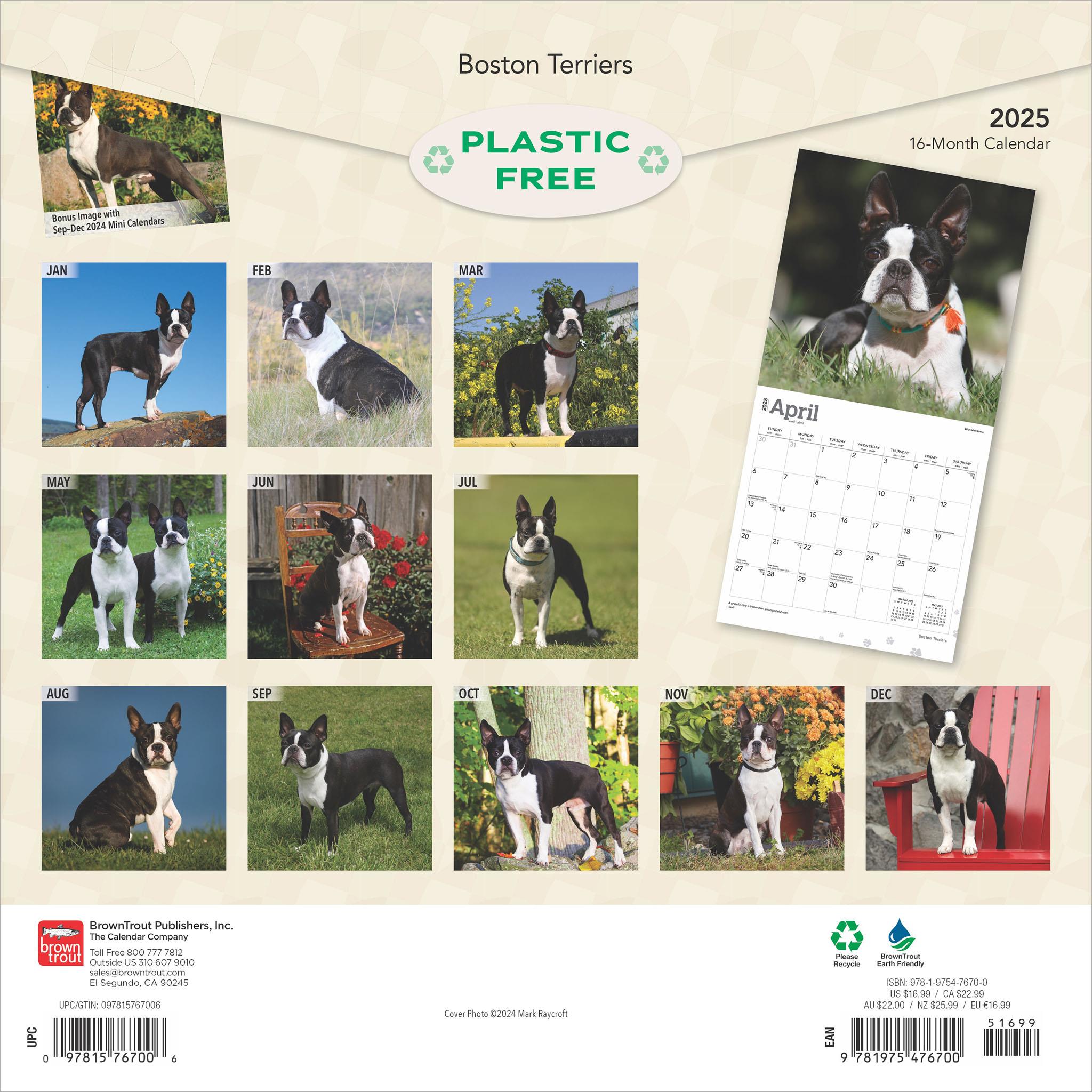 Boston Terriers Wall 2025 Calendar