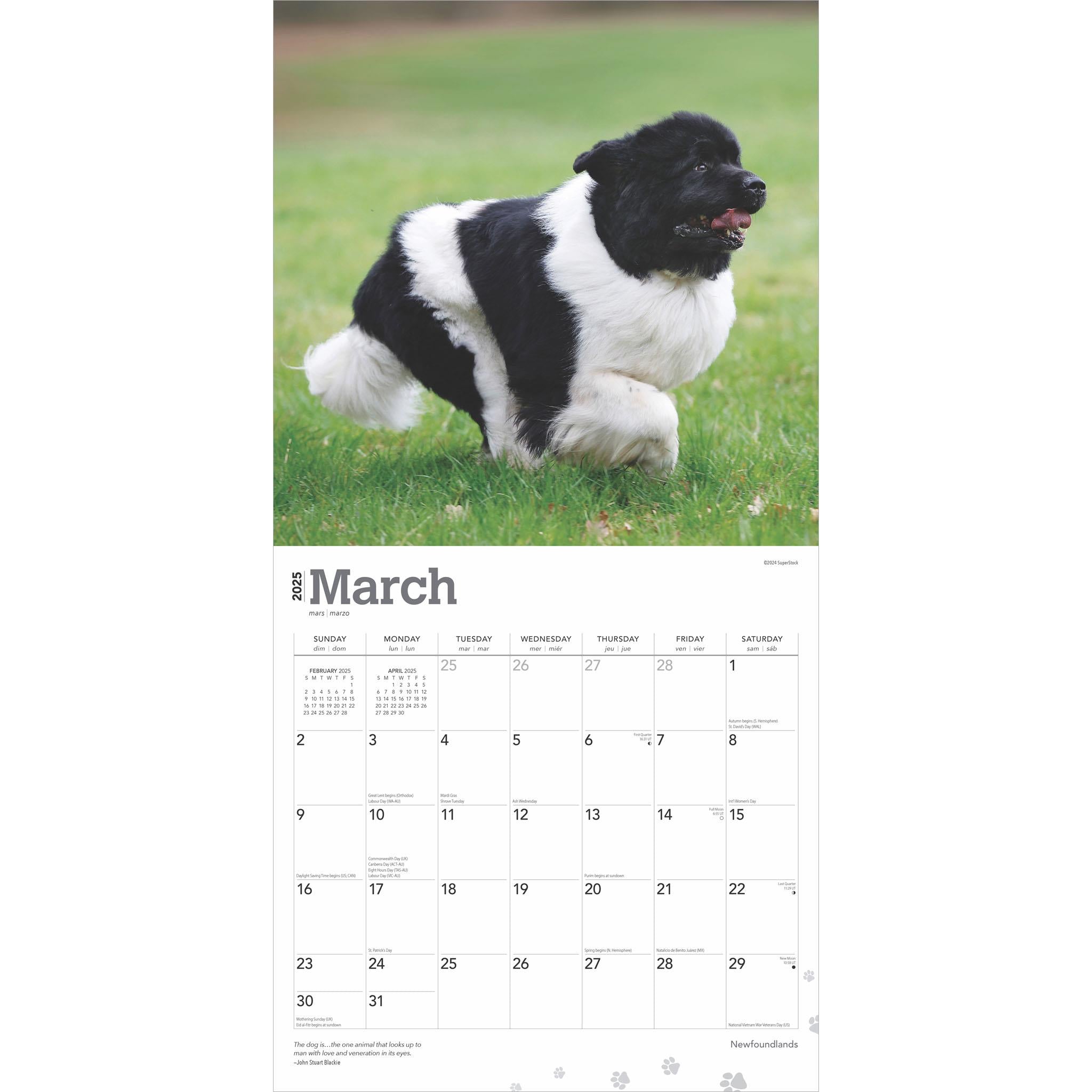 Newfoundlands Wall 2025 Calendar